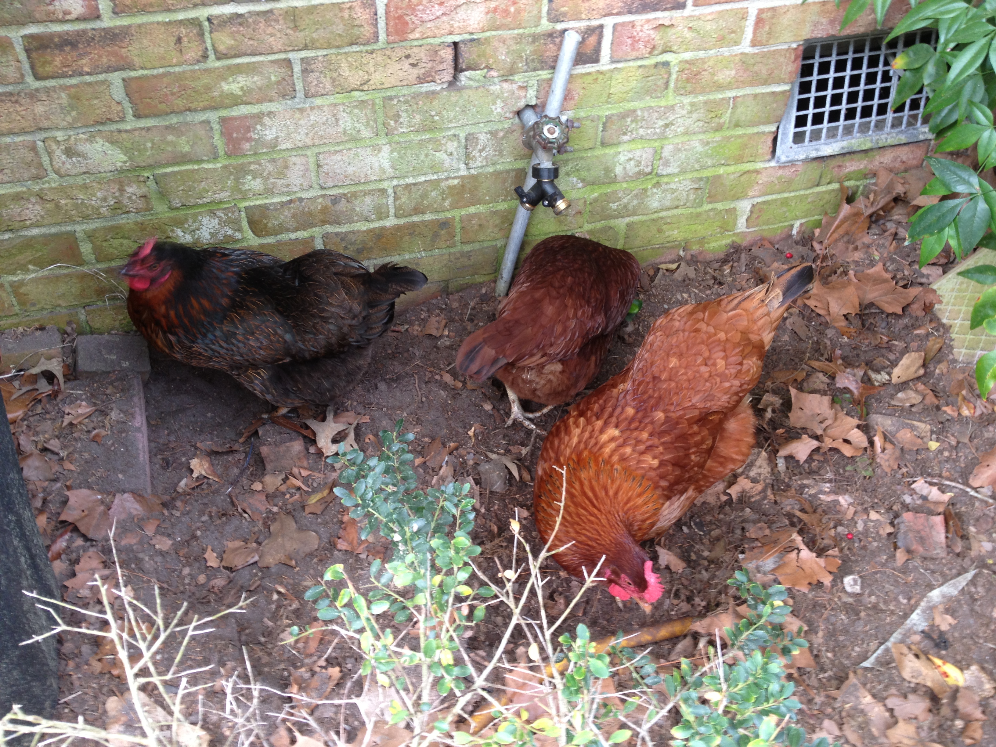 My three little girls