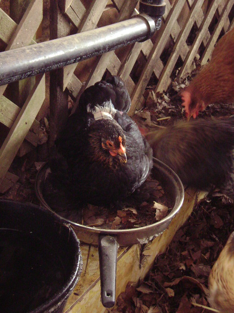 My tiny bantam cochin, rose. RIP rose, she died brooding. Wouldn't drink though i set food and water in with her, and took her off the nest daily to take care of needs. :(