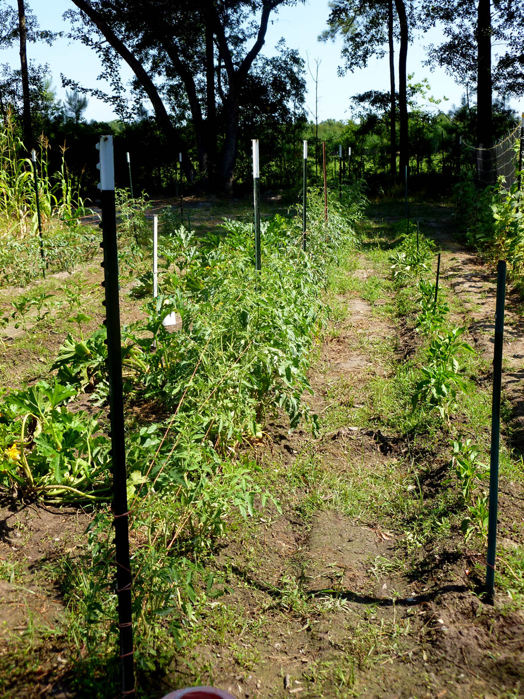 My tomatoes and peppers from my garden spring 2012.