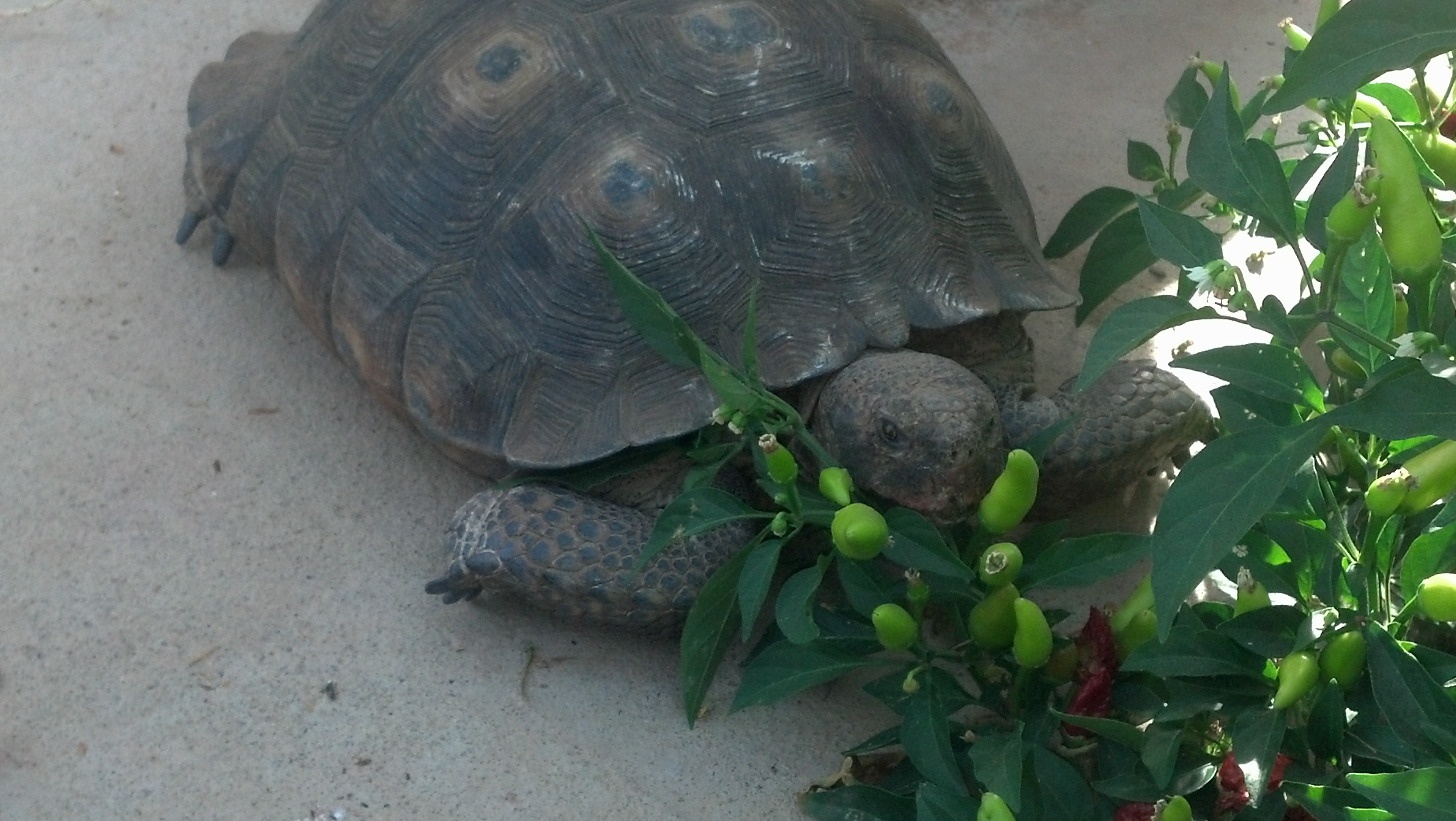 My Tortoise