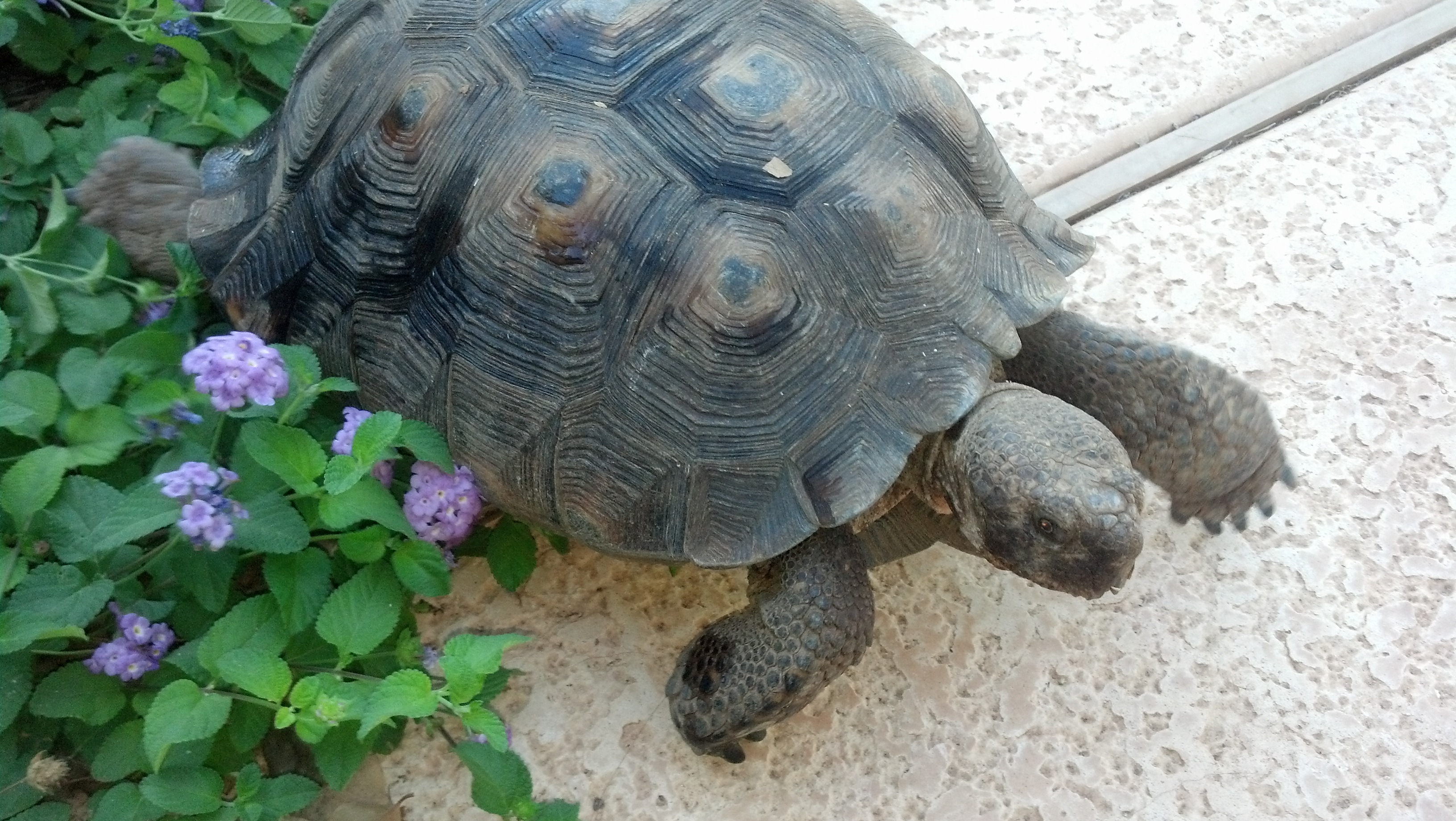 My Tortoise