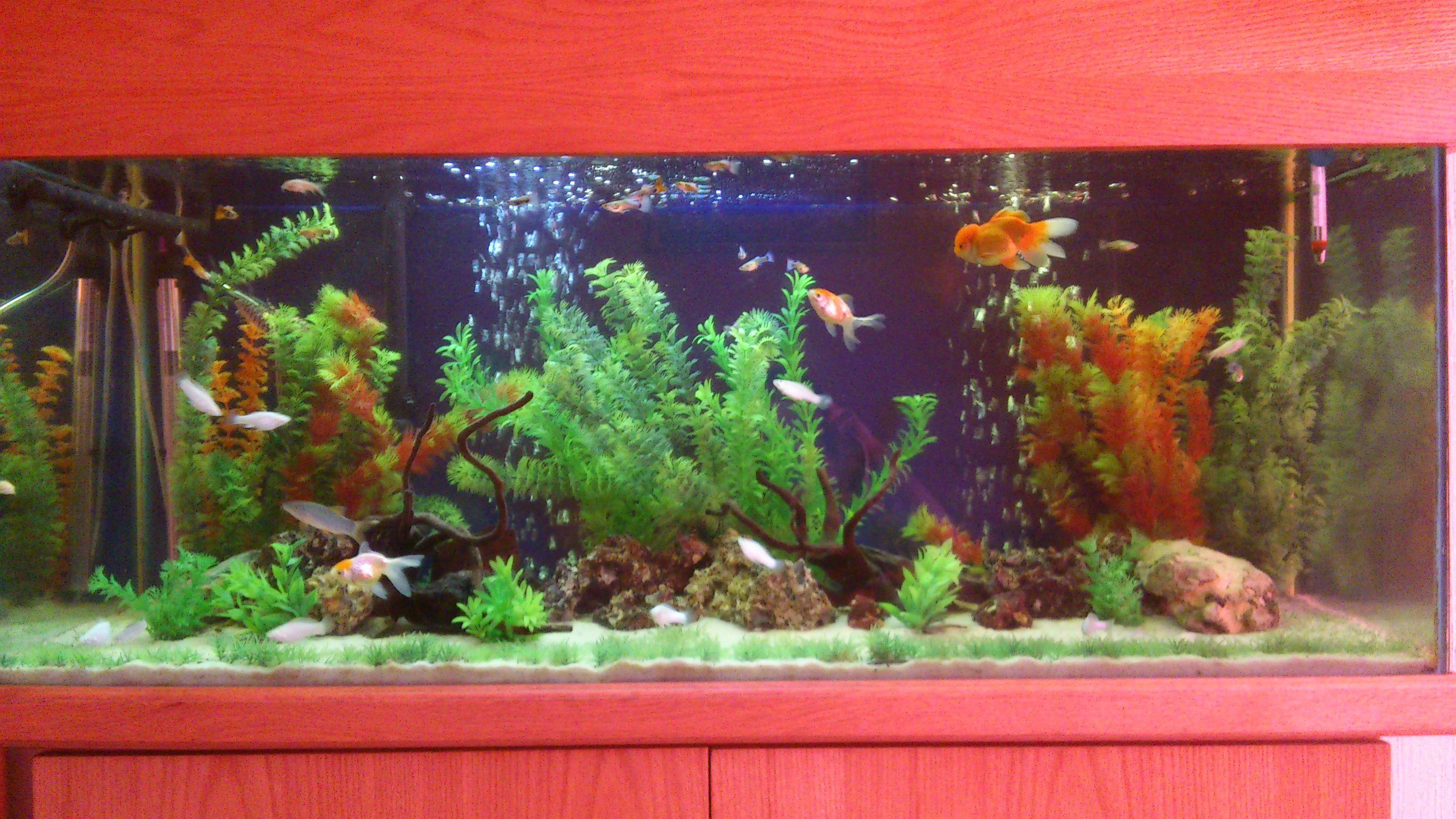 my tropical aquarium
7 white mollies
2 silver mollies
19 guppies
3 salt and pepper corys
3 albino corys
3 oranda goldfish