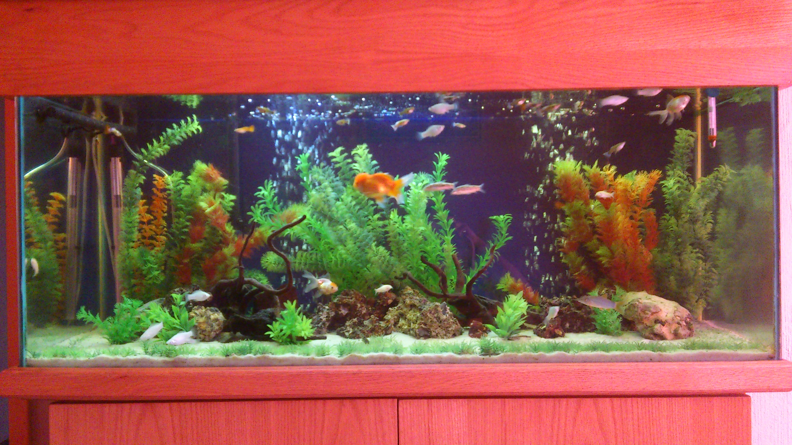 my tropical aquarium
7 white mollies
2 silver mollies
19 guppies
3 salt and pepper corys
3 albino corys
3 oranda goldfish