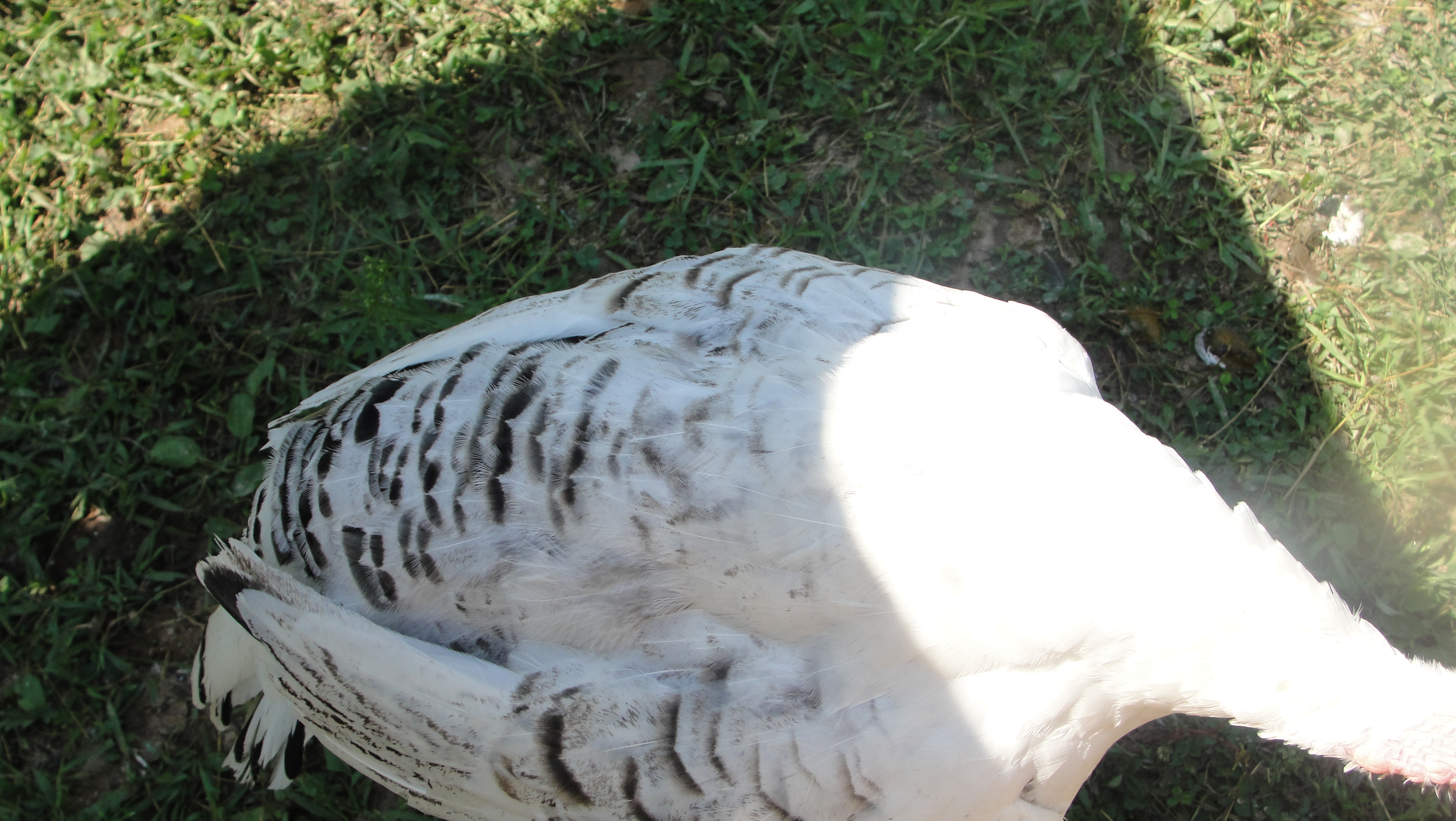 my turkey hen falling asleep on my knee