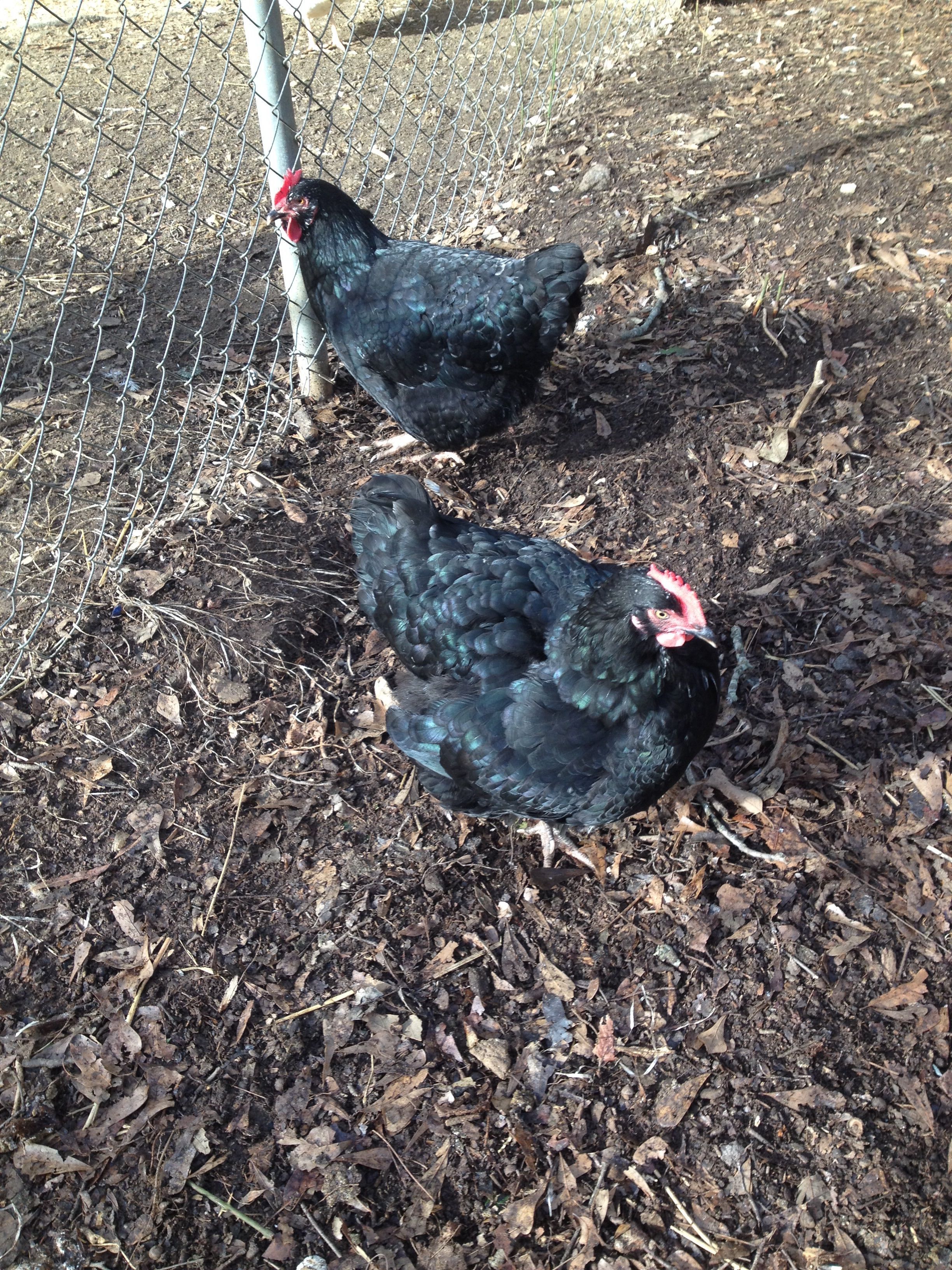 My two Austrolorp hens