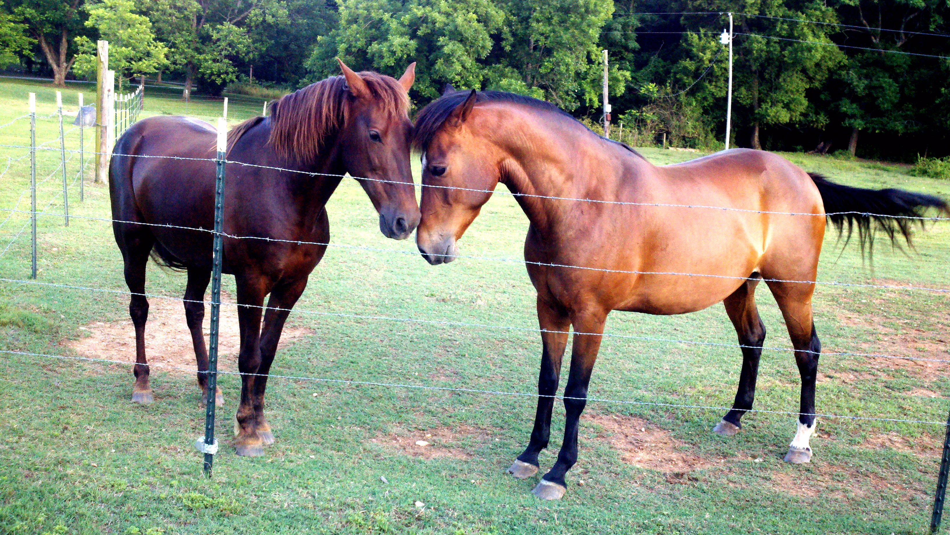 My two best girls, Penny, a morgan, on the left, and Sugar, a mustang/paint cross, on the right <3