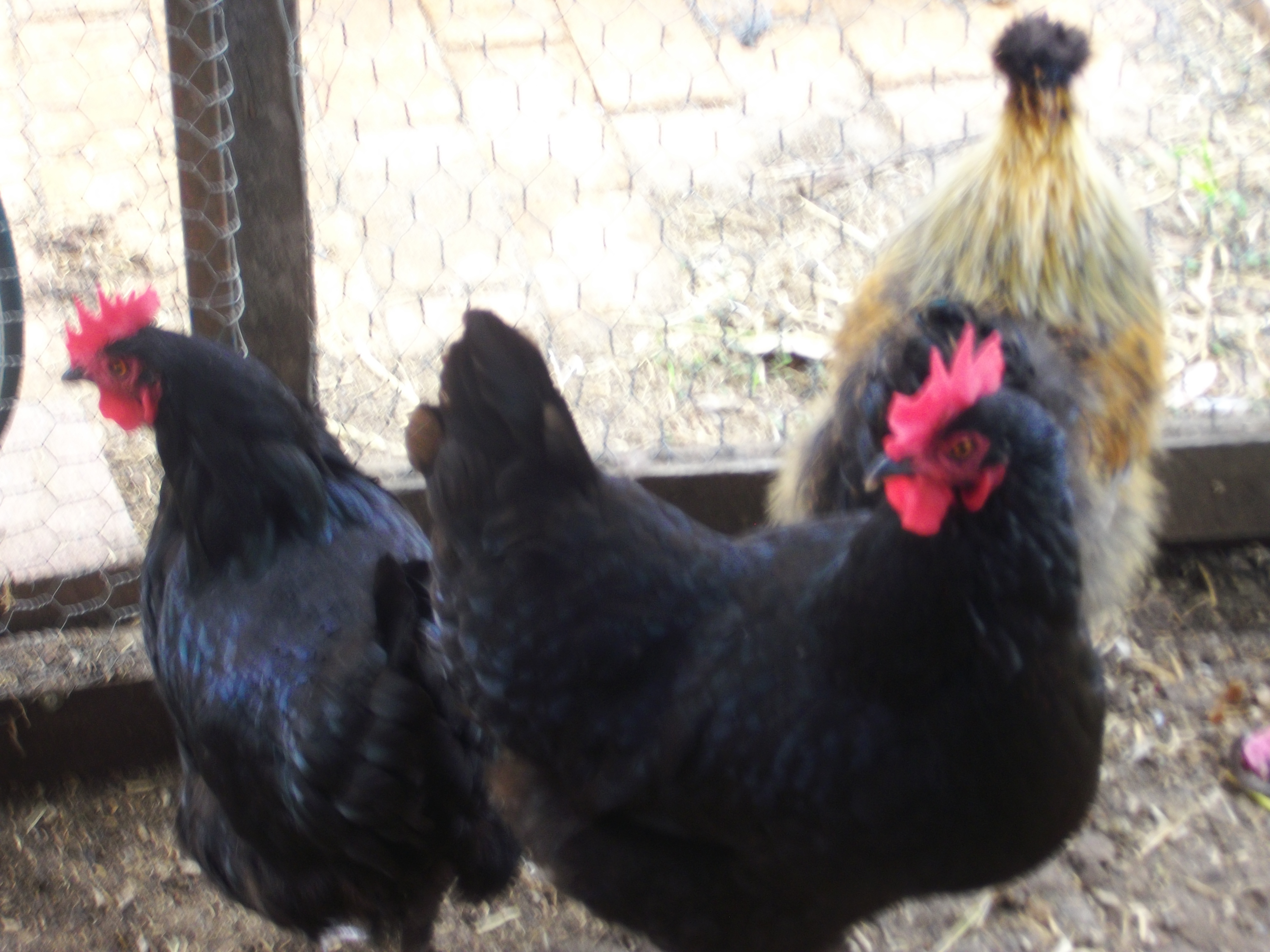 My two black pullet's