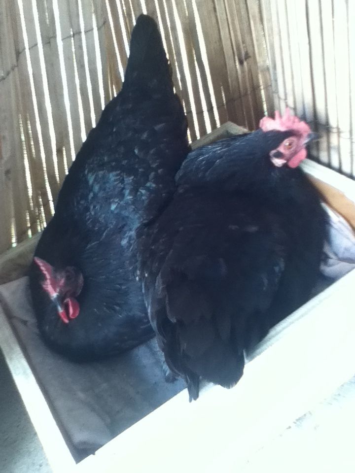 My two broody Australorp chooks, Emerald and Violet (although luckily there not anymore coz there was no eggs)!