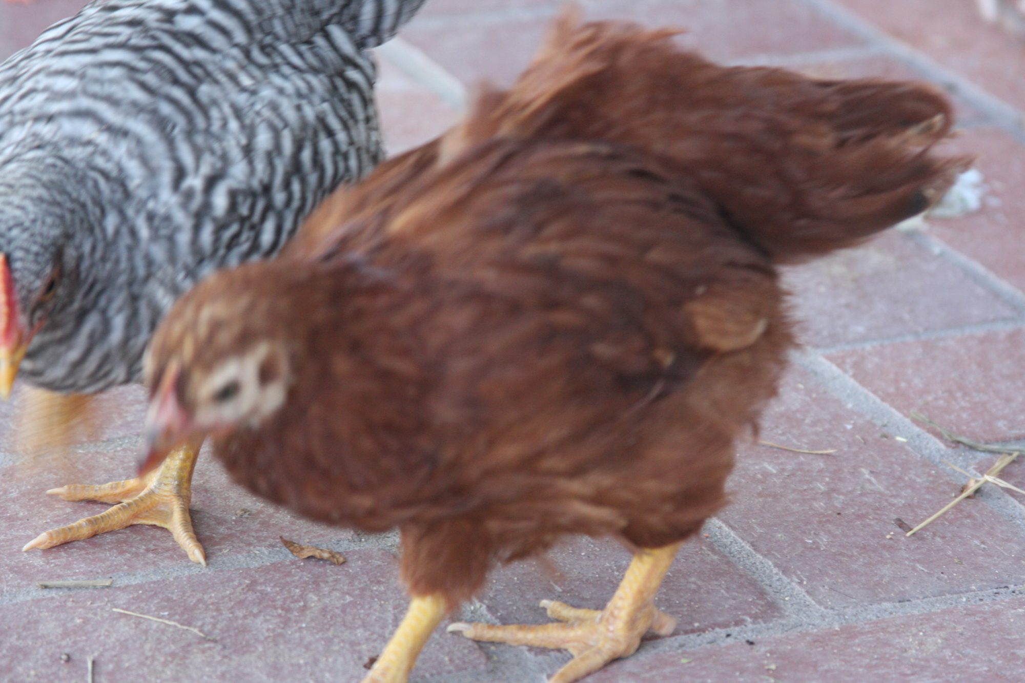My two chicks that required intensive poultry physical therapy;  took me weeks to get them better and changing their splints every other day.    Hurrahhhaaa.  Success.
