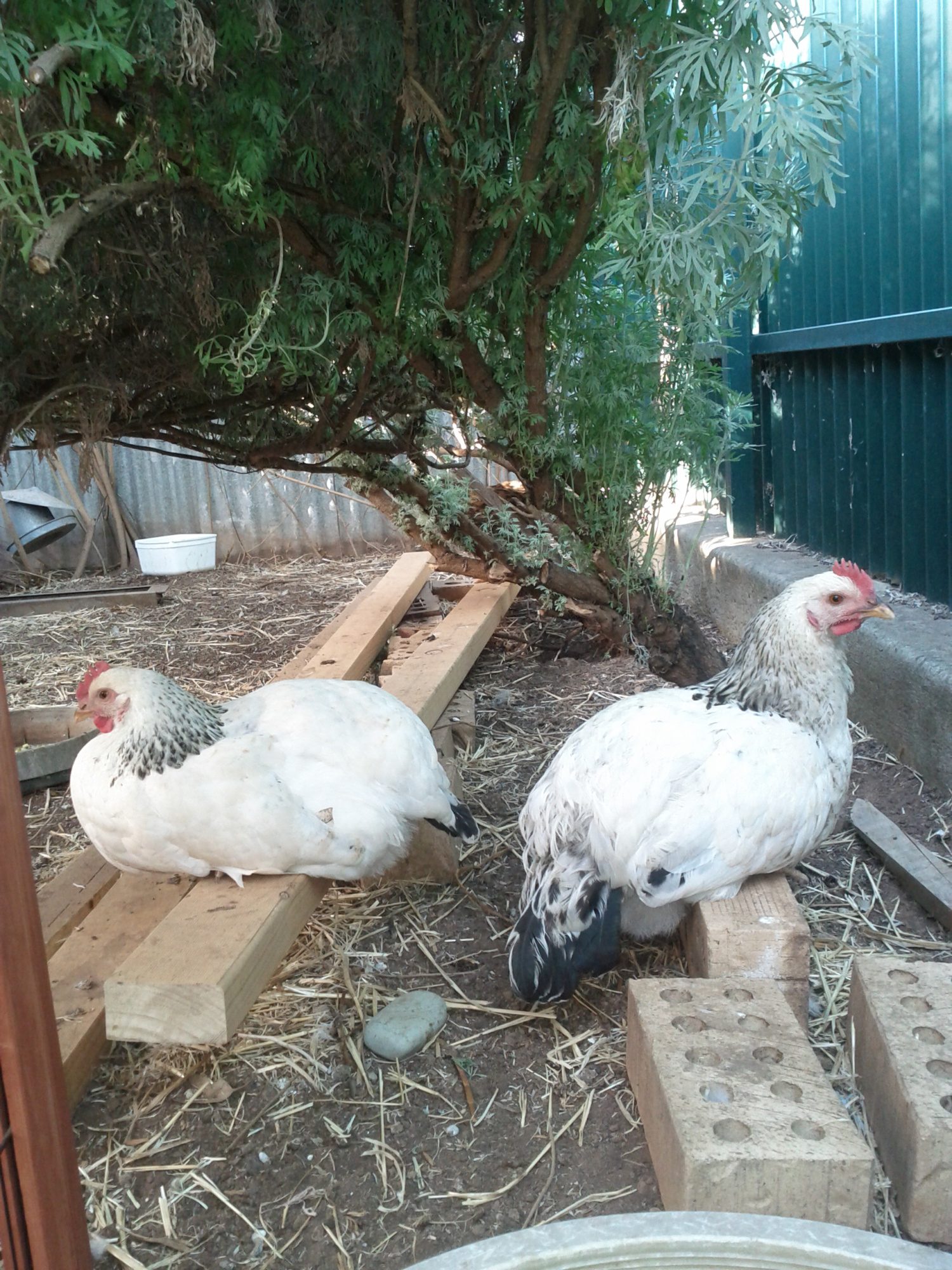 My two Light Sussex: Book-Book and Cuddles. Book-Book because she softly "book-booked" at me when I first held her. Cuddles (whom I thought, originally, was a 'she') because he nearly fell asleep in my arms when I first held and stroked him. Every time, Book-Book is about to lay an egg, it's Cuddles who makes the declaration, not Book-Book. Not a peep from Book-Book! Talk about being in sync with your partner! He's very gentle with her. I do hope I can keep him! He started crowing for the first time this morning. It was delightful! It wasn't a harsh sound at all! Quite melodic! I'm hoping if I keep him inside the house at night, the neighbours might not complain. Fingers crossed!