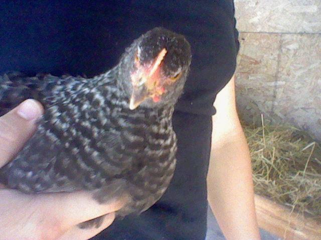 My two month old Bantam Cochin, Crash.