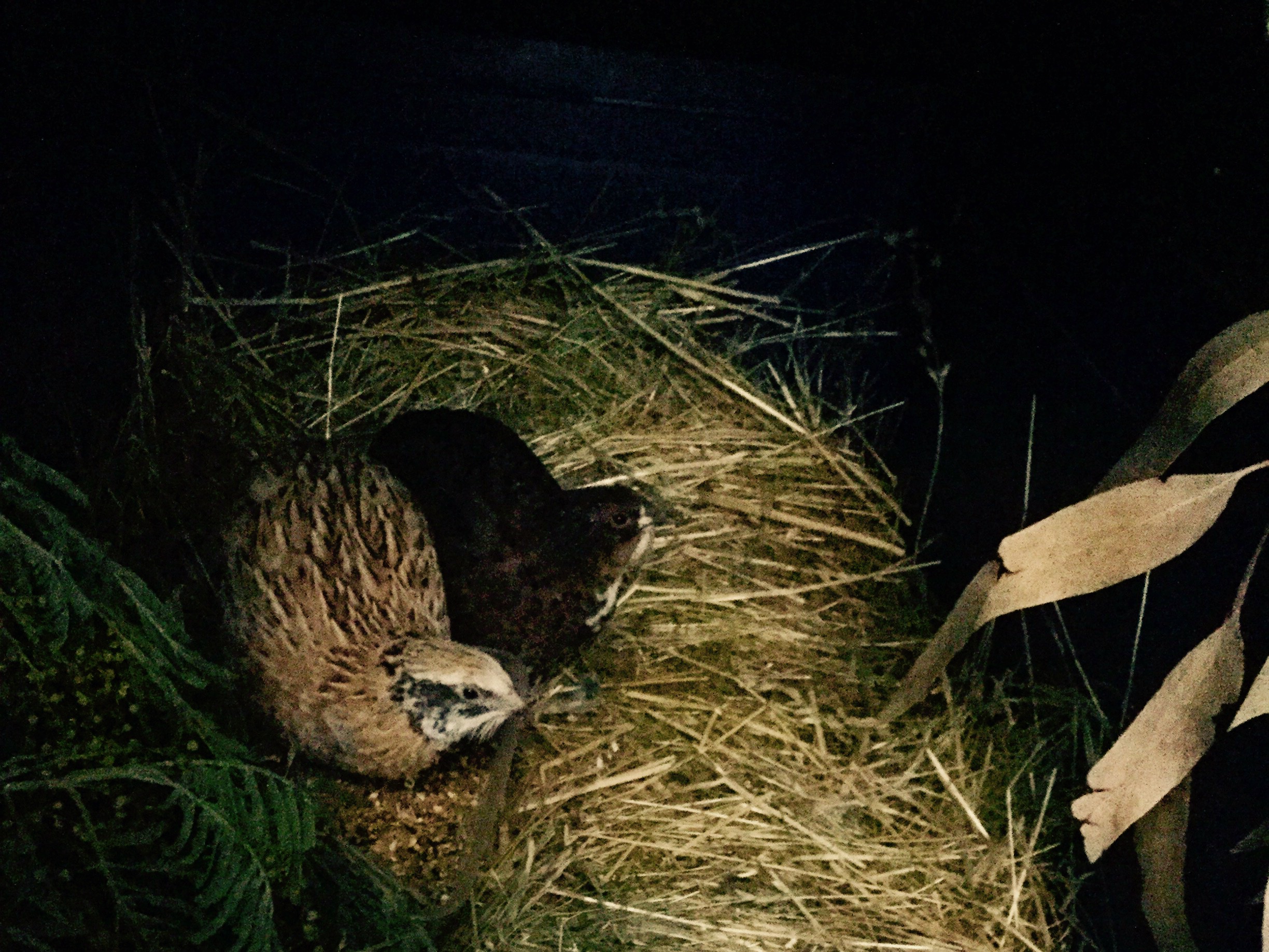 My two new quail.