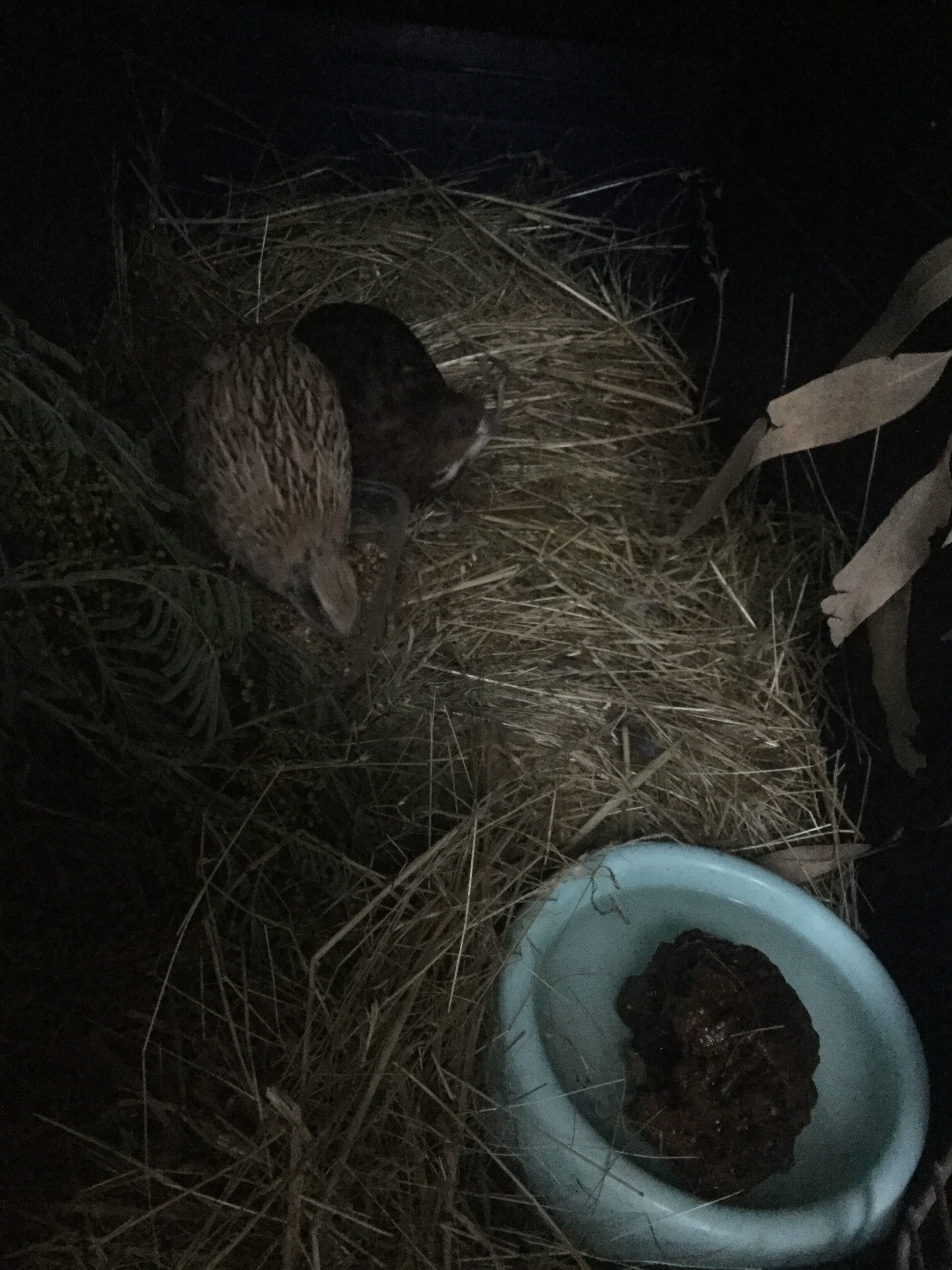 My two new quails.