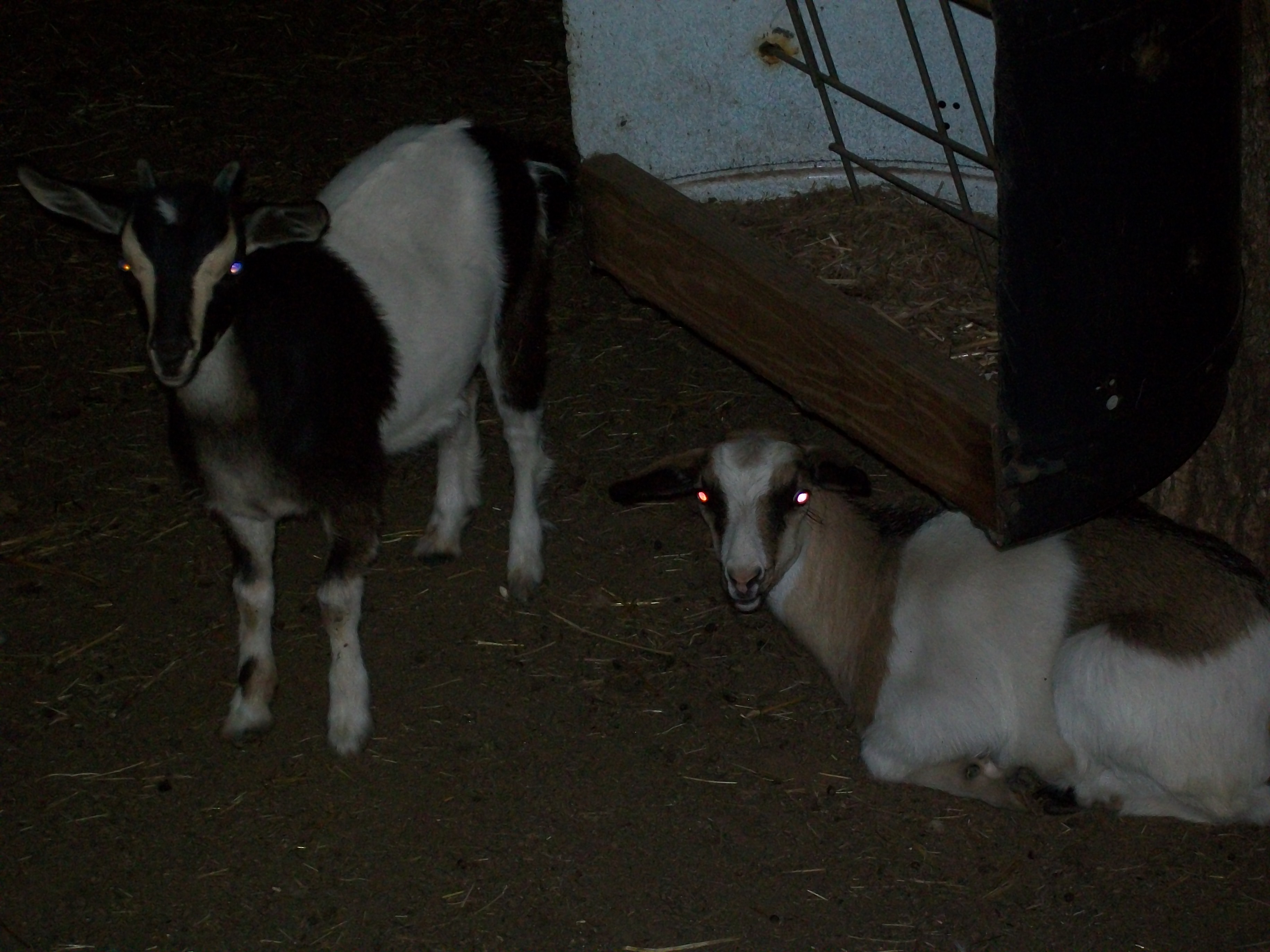 My two newest additions to of the cutest doelings you can't see their blue eyes in this light will have to get better shots in the daylight