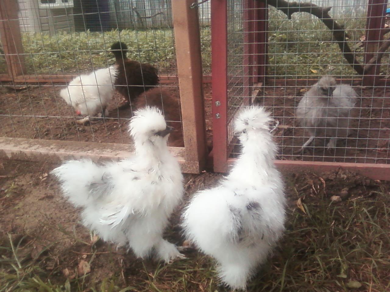 My two paint Silkies.  They are two months old and I don't know if they are hens or roosters.