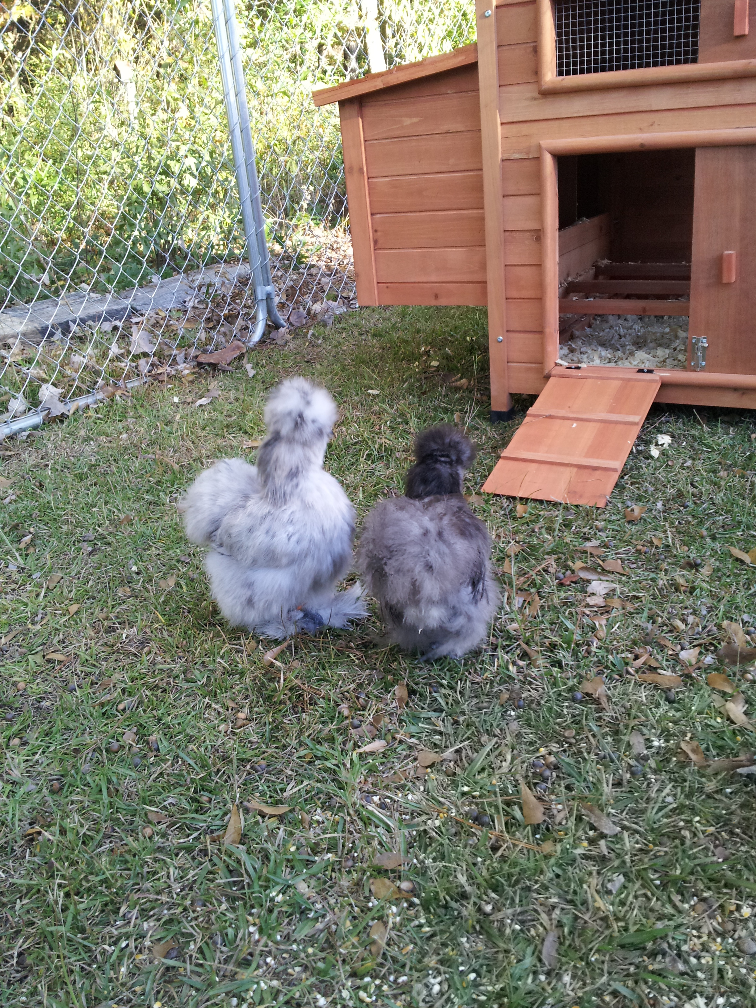 My two silkie pullets from Sunshine Silkies - Lake City, FL