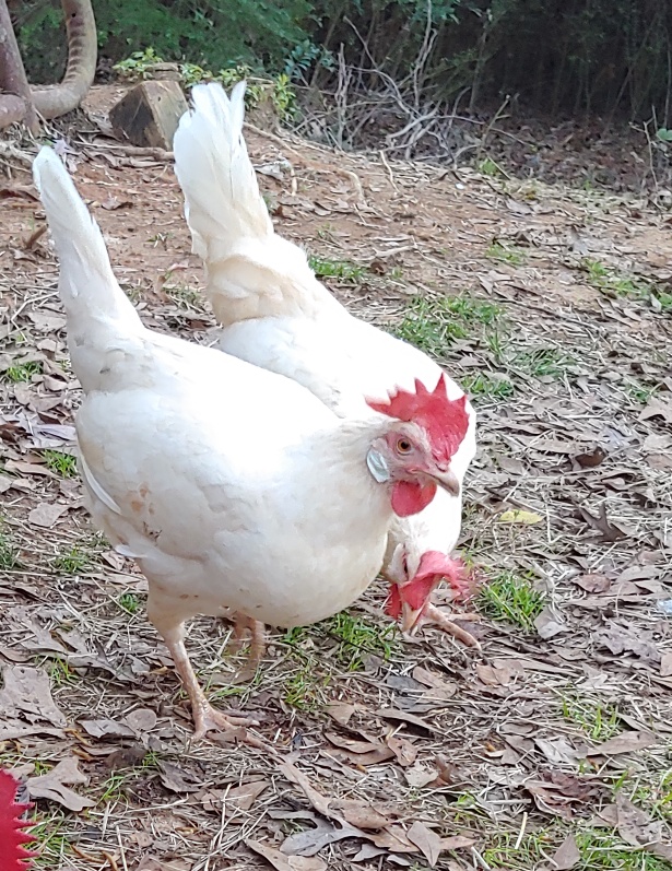 My two white leghorns