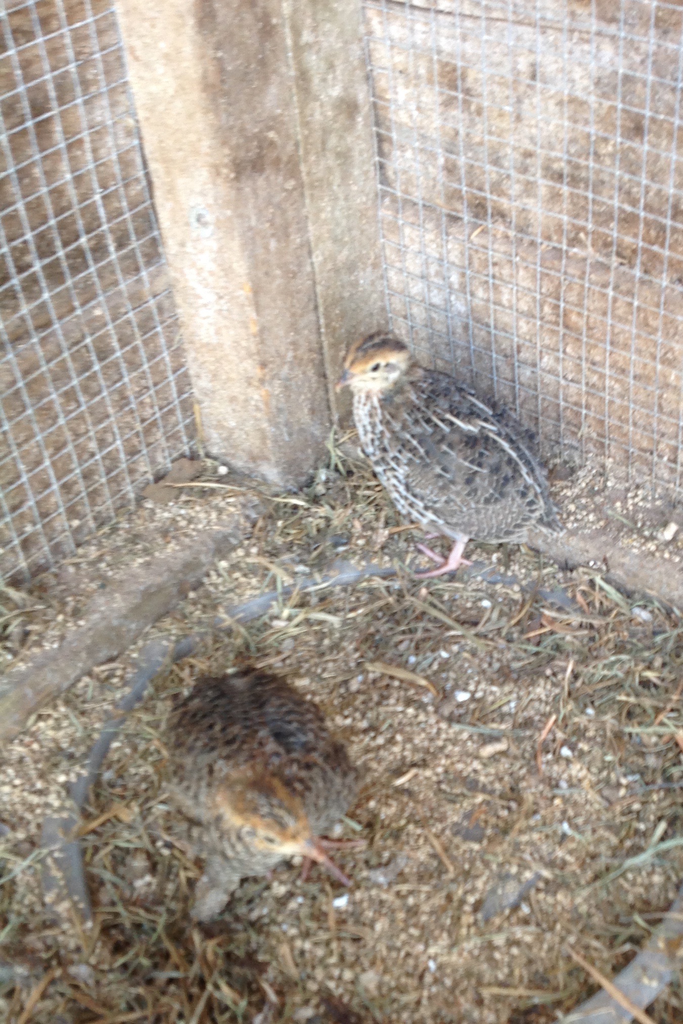 My two young quails