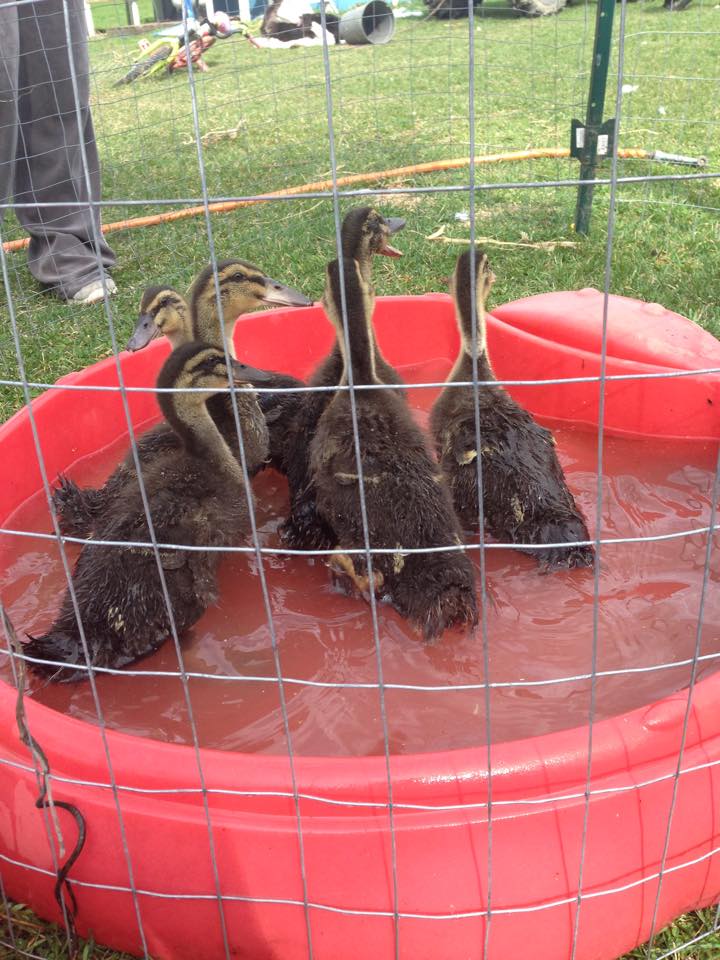 my ucky duckies!!