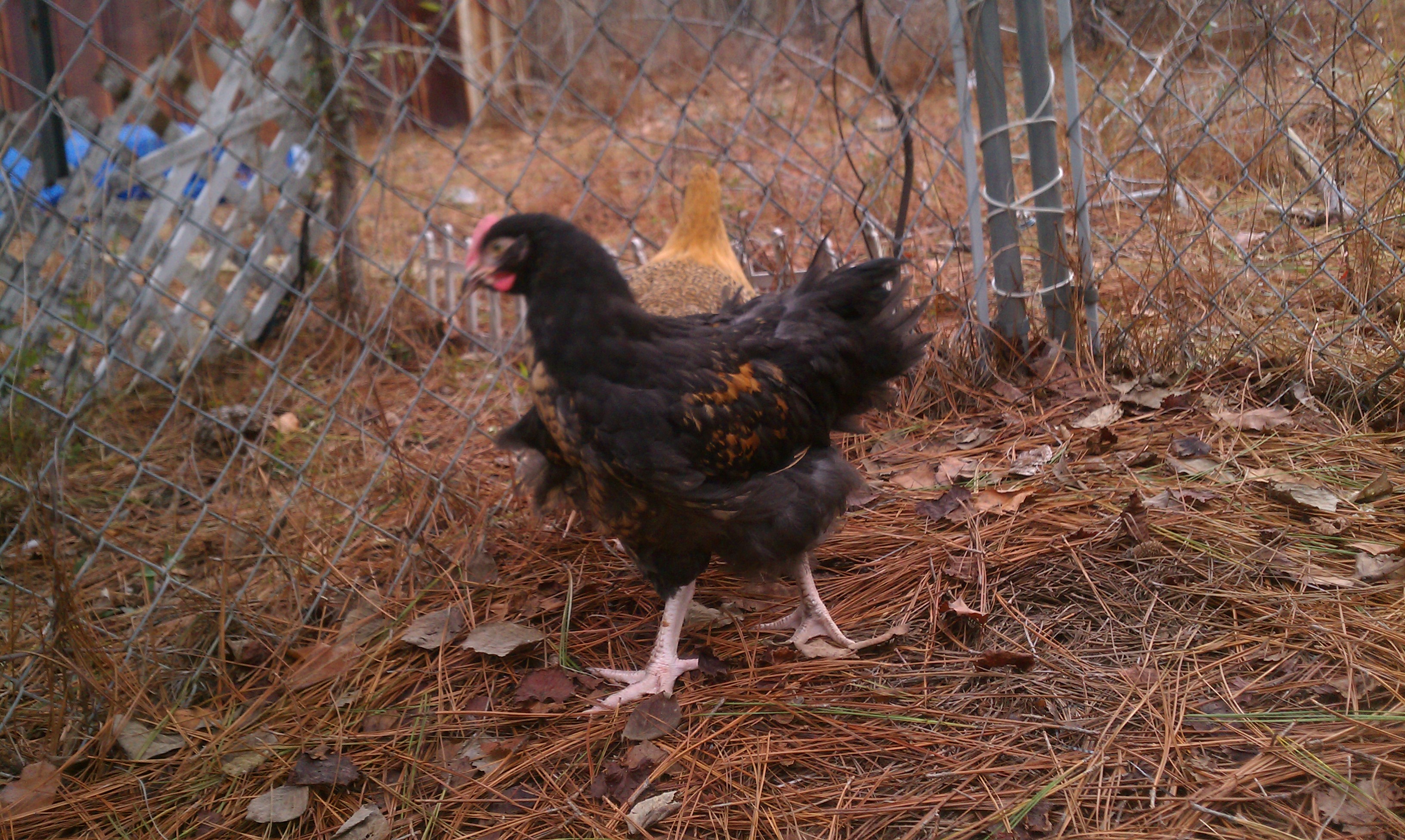 My unamed pretty orpington roo.