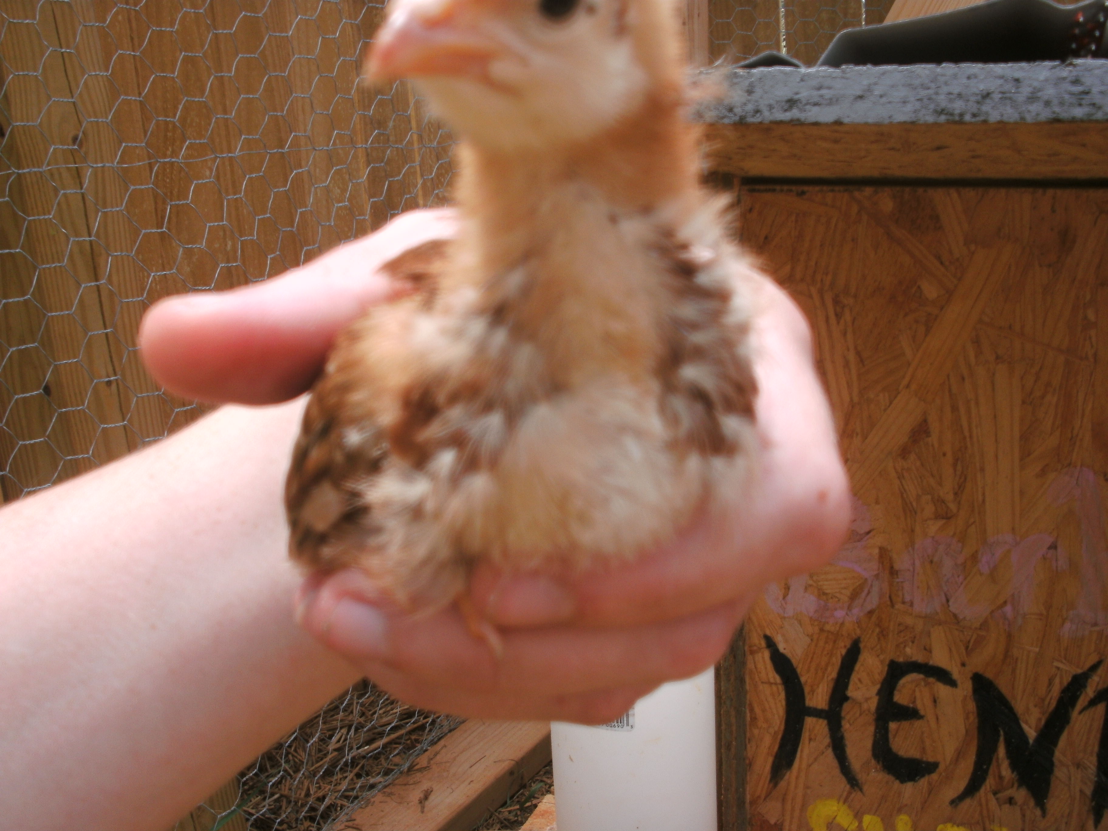 My very first chick. Named her Sunny.