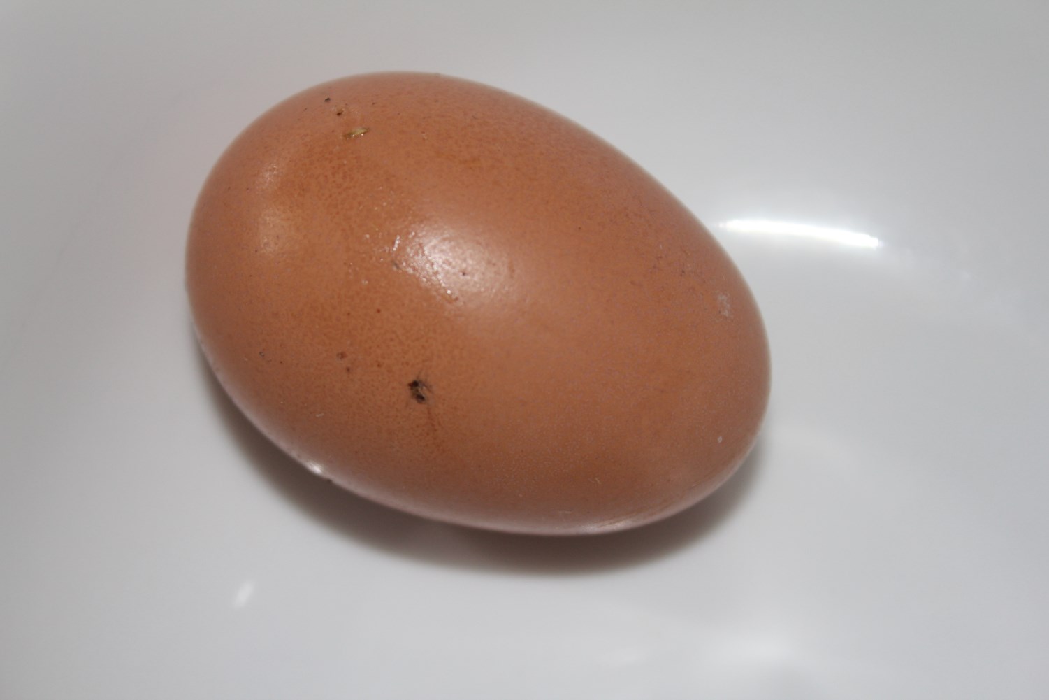 My very first egg laid today, 8/13/13, from my original backyard flock hatched in March, 2013!