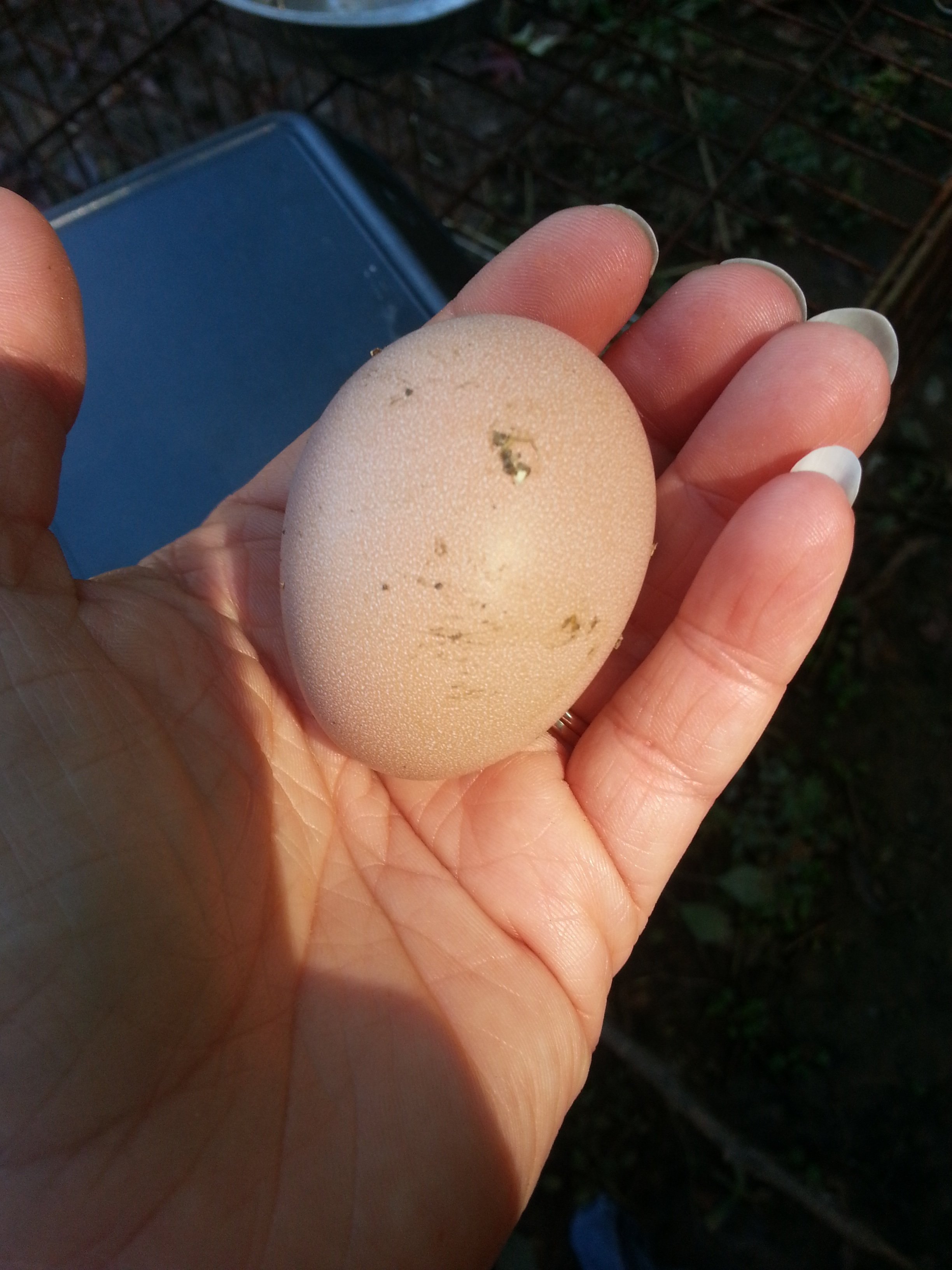 My very first egg!