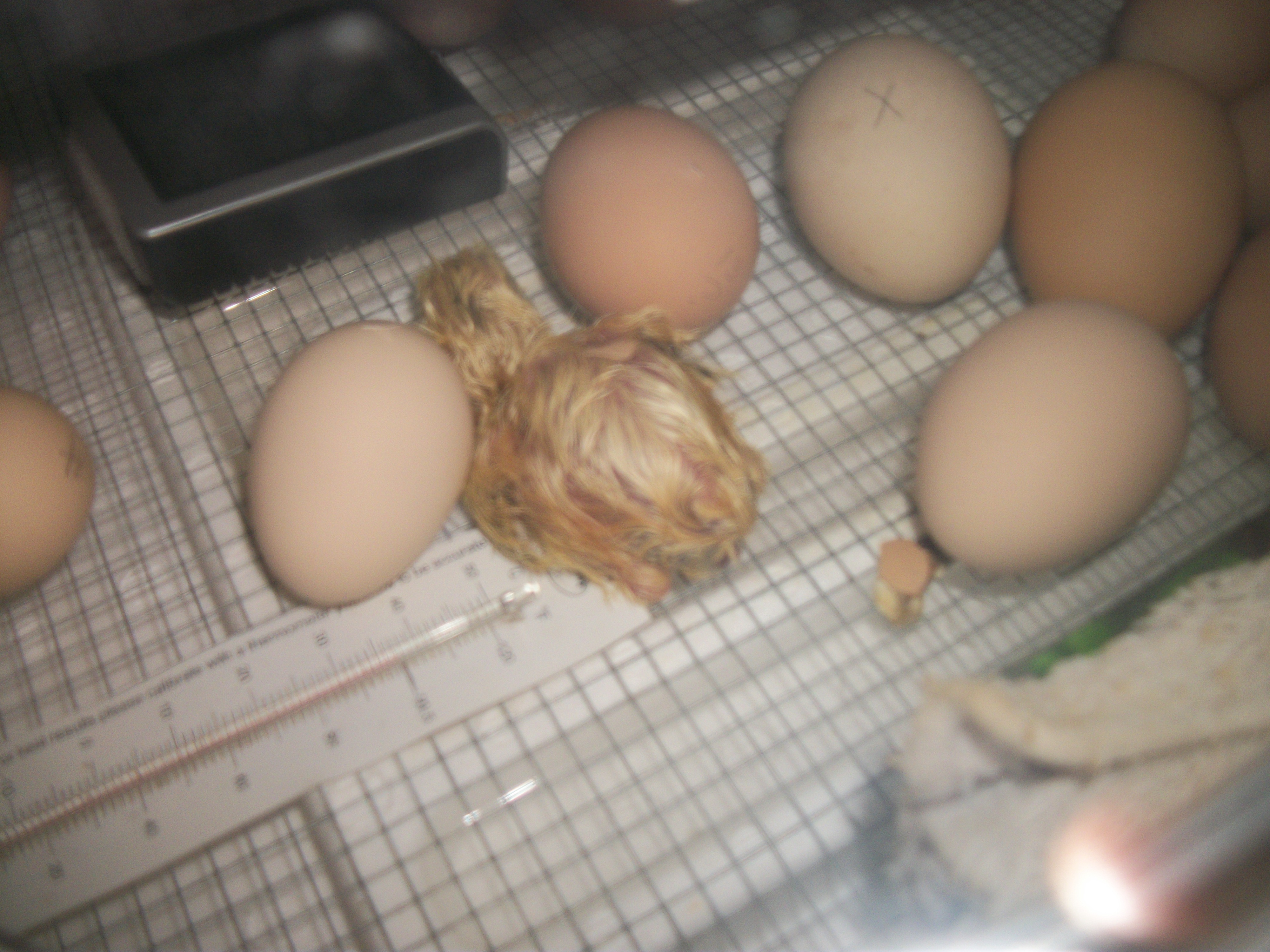 My very first hatched egg!!!