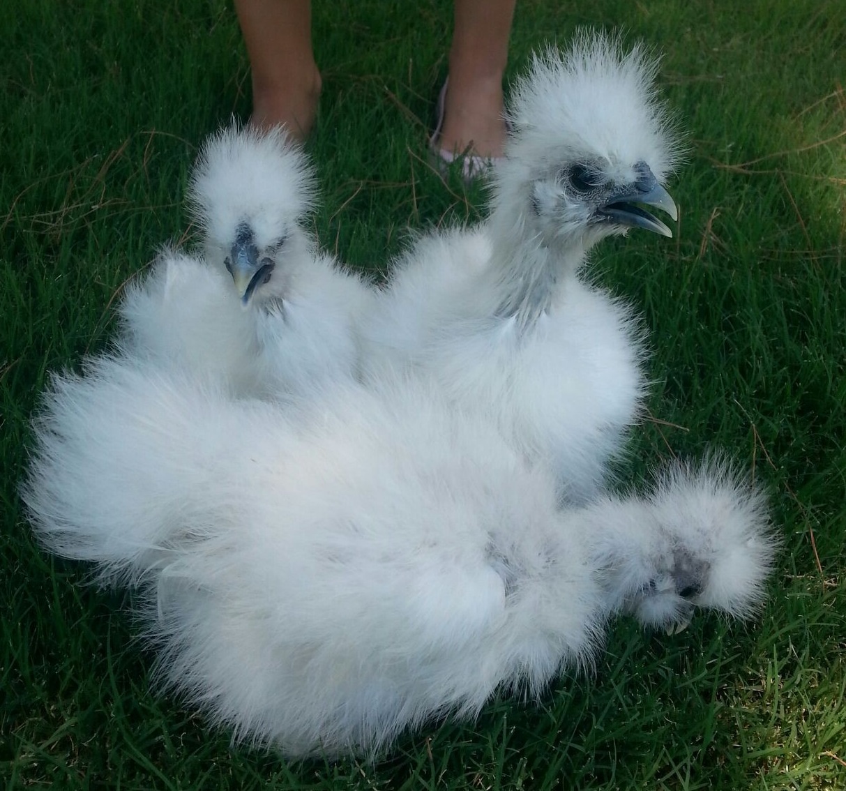 My very first white silkies at 5 weeks