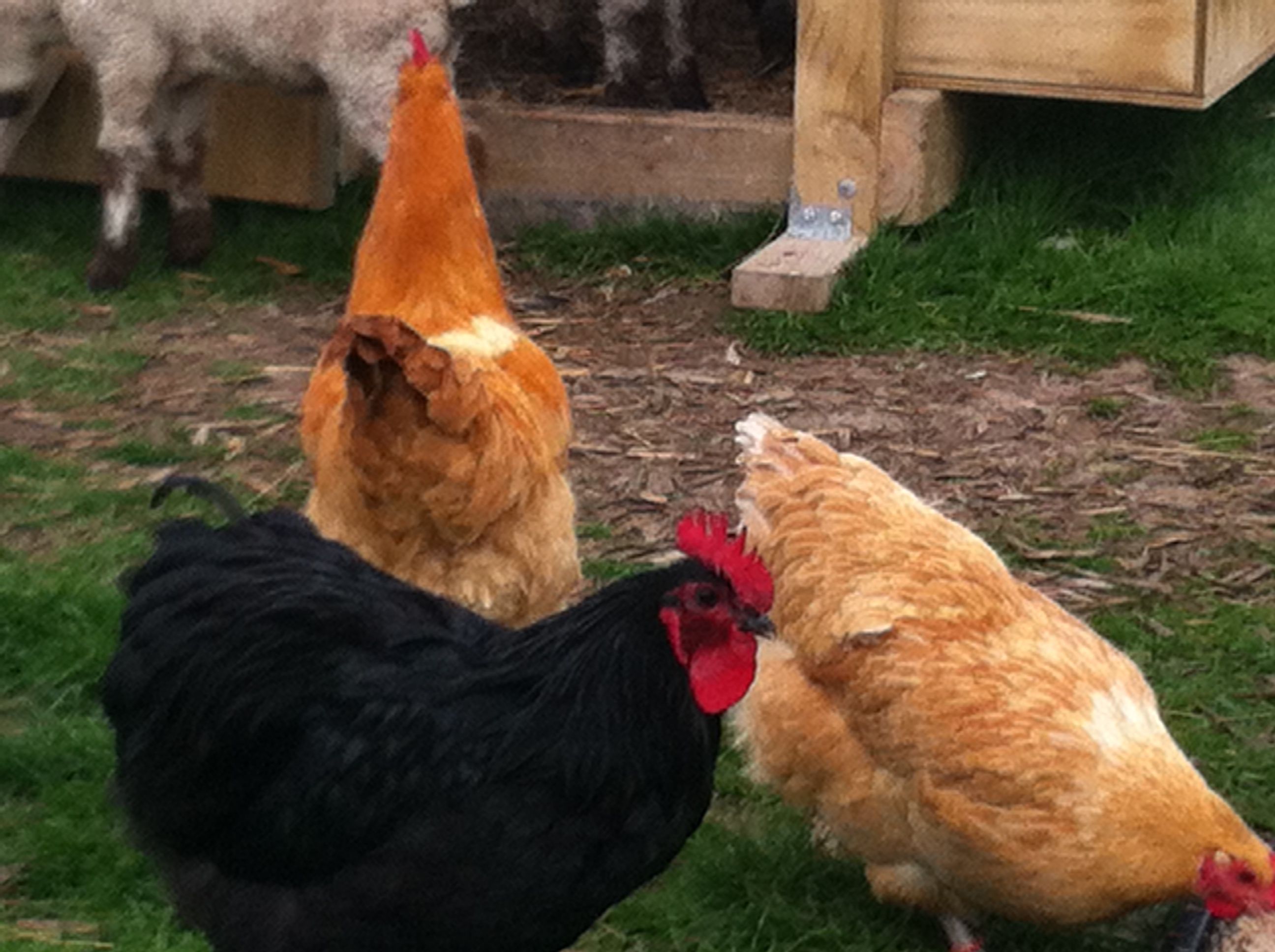 my very handsome black orpington roo who i would like to breed from also, he's quite a character i have to say