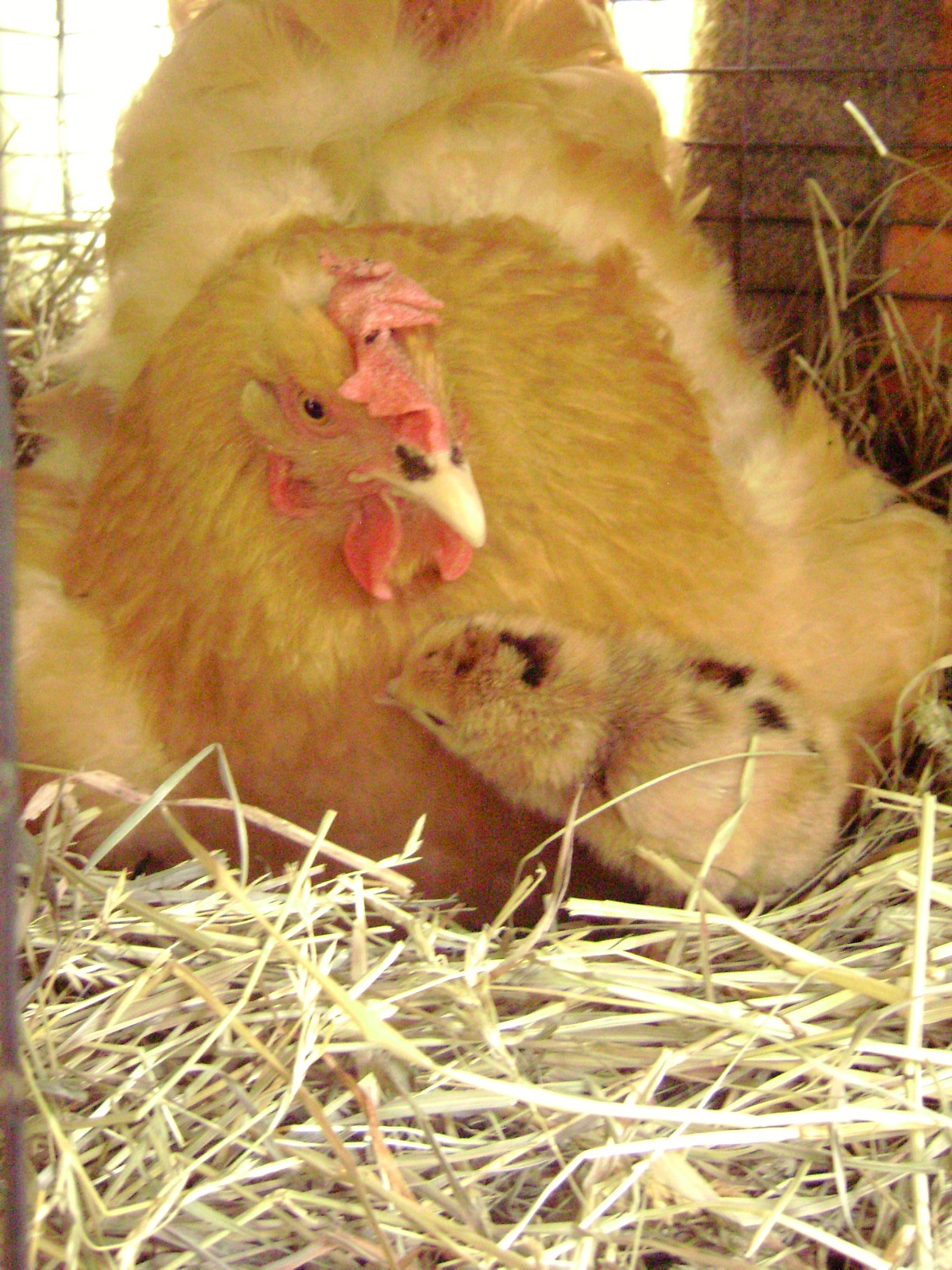 my very mean orpington hen, with her first chick!  Aww. She loved babies  :)