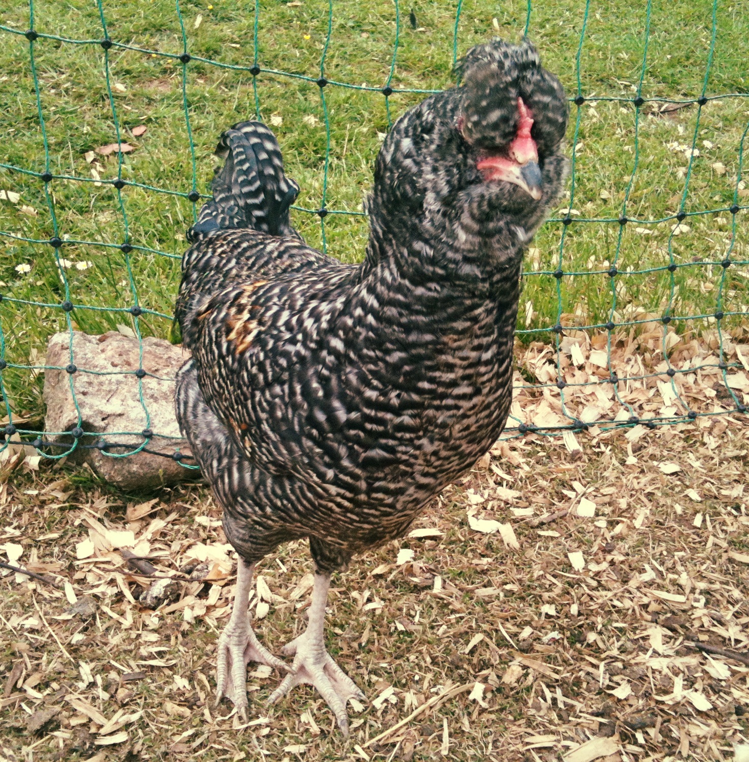 My very pretty Araucana Hyde ( you can probably guess what she is like by the name!).