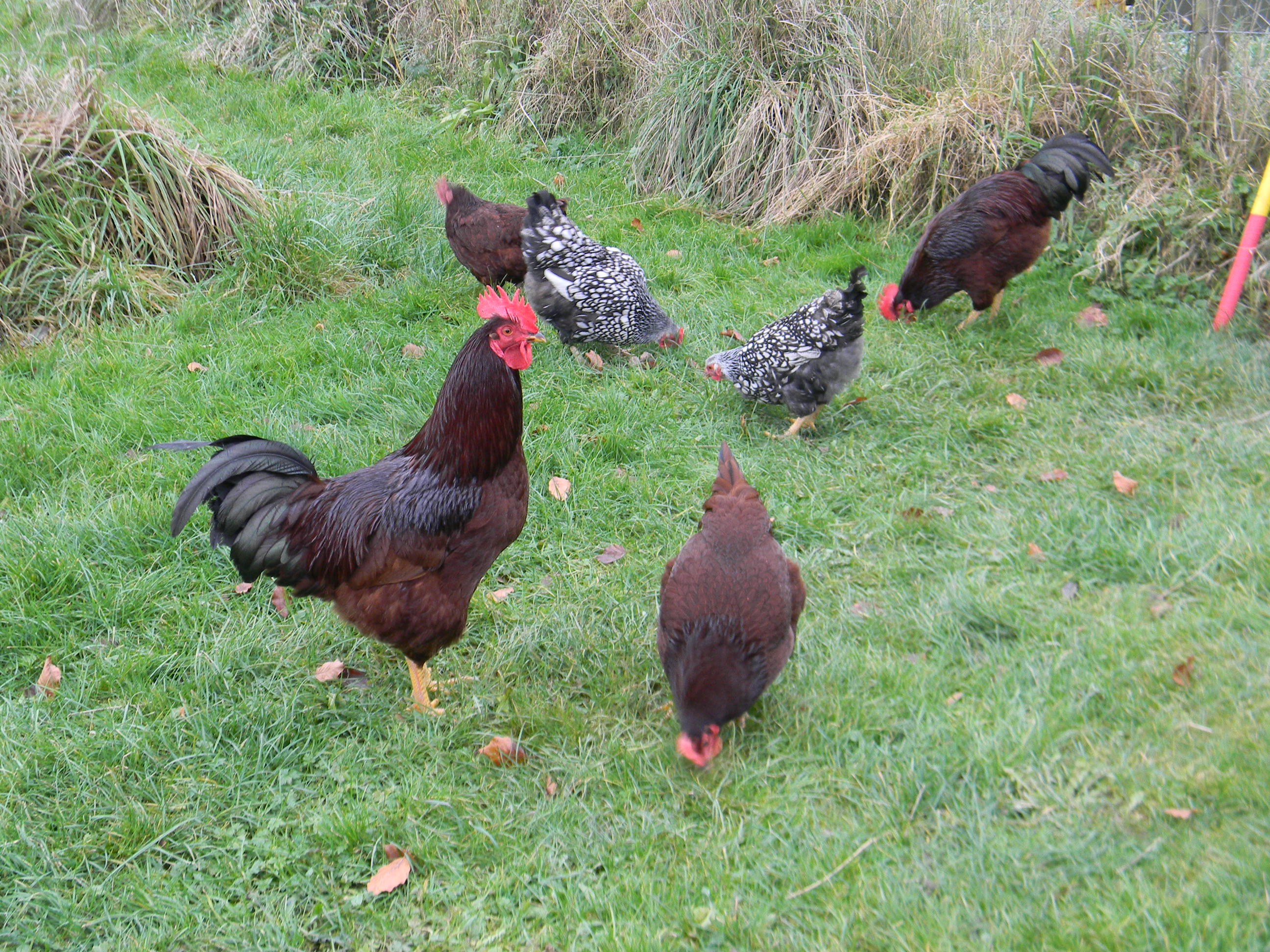 My wee flock!!