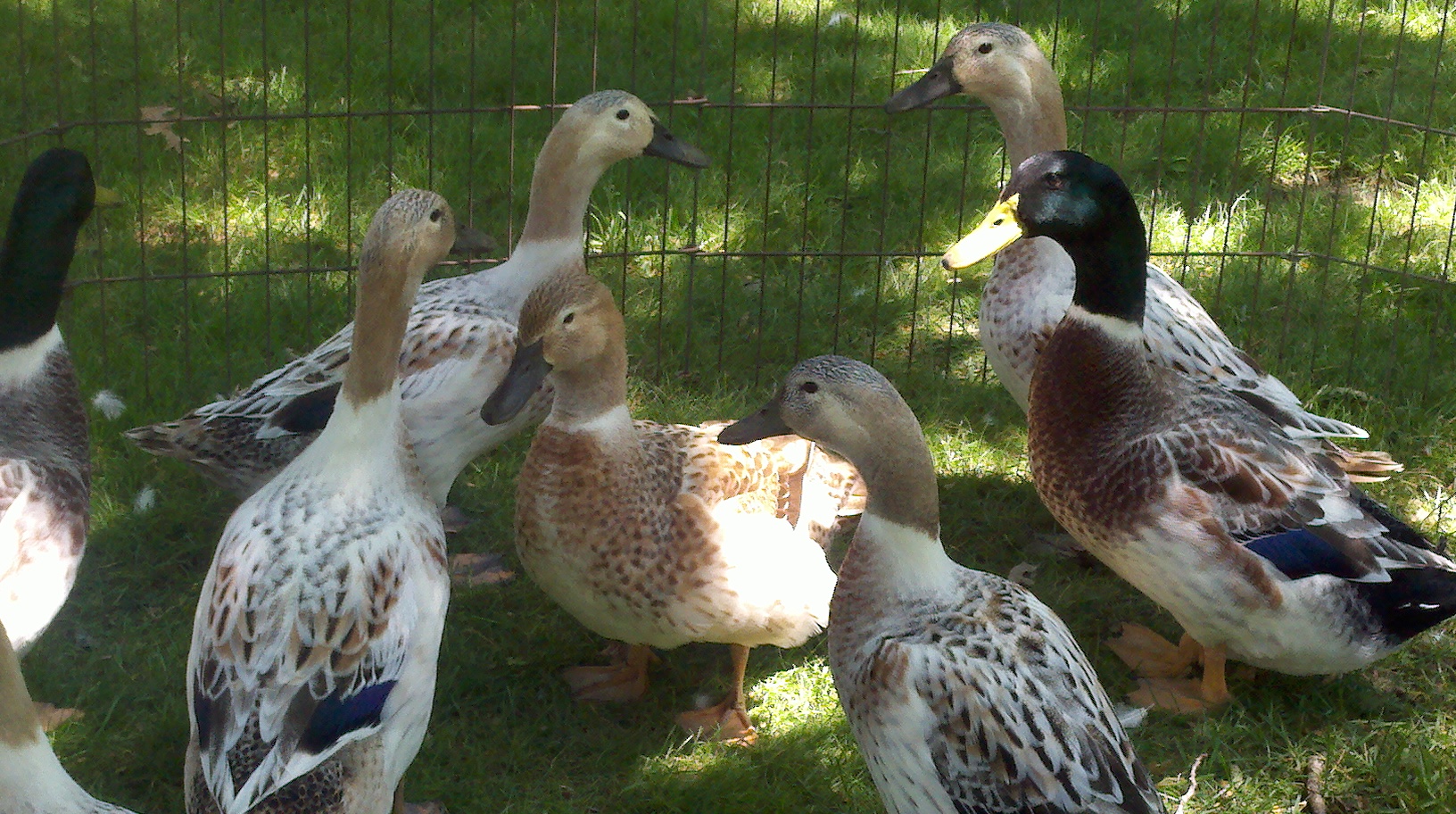 My Welsh Harelquins from Metzer.