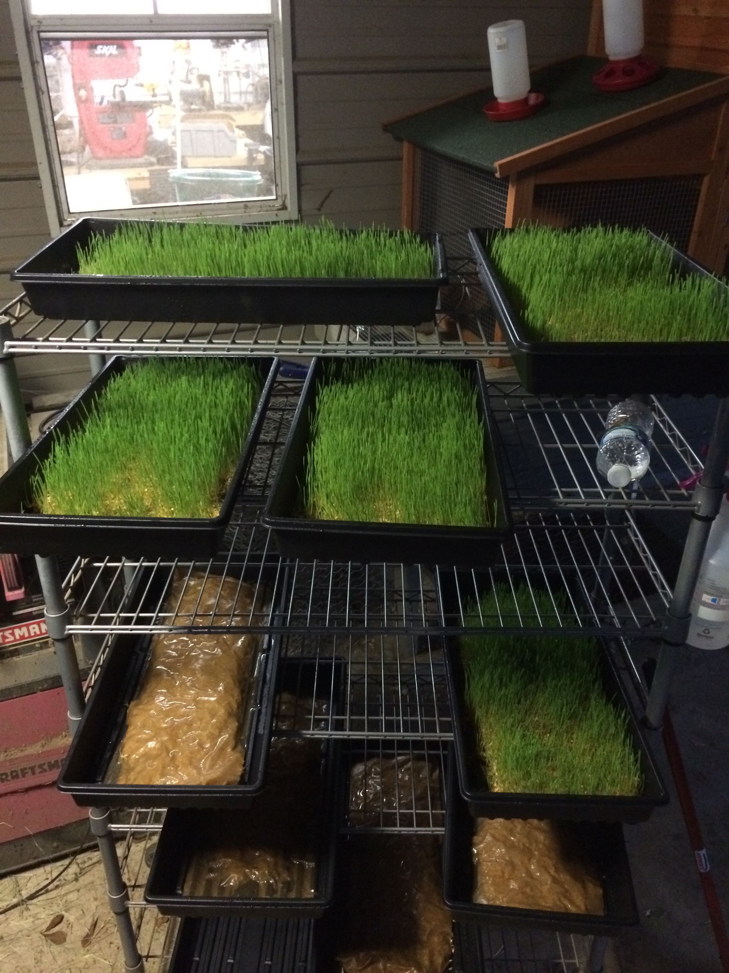 My Wheatgrass set up