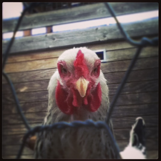 My white Brahma hen. Her name is Whitney Houston because that's what happens when I let my best friend name my chickens.