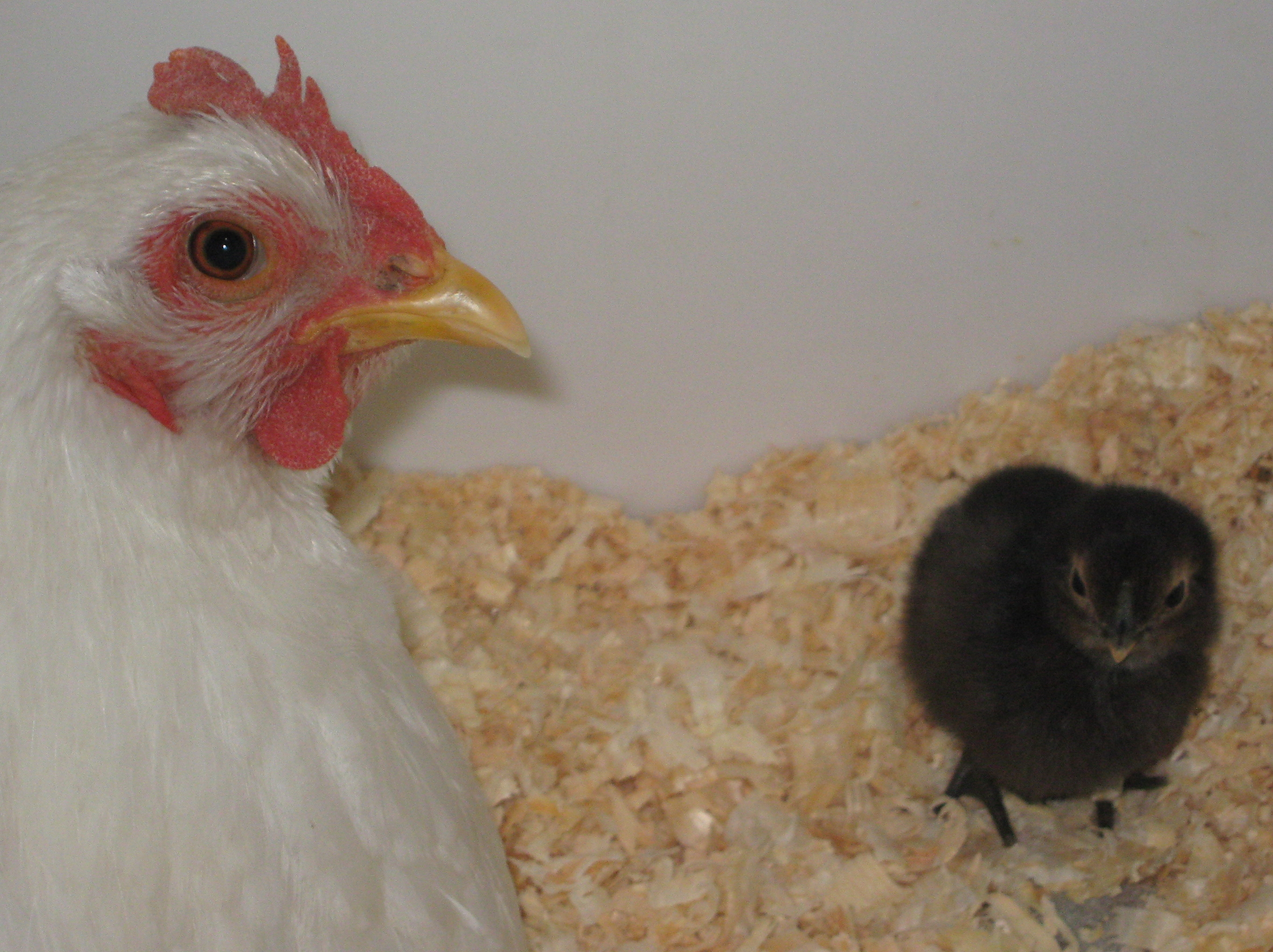 My White chicken was not Racist it seems. Her name is Zelda, she became our foster mom, and a wonderful mother to the rest of the chicks!