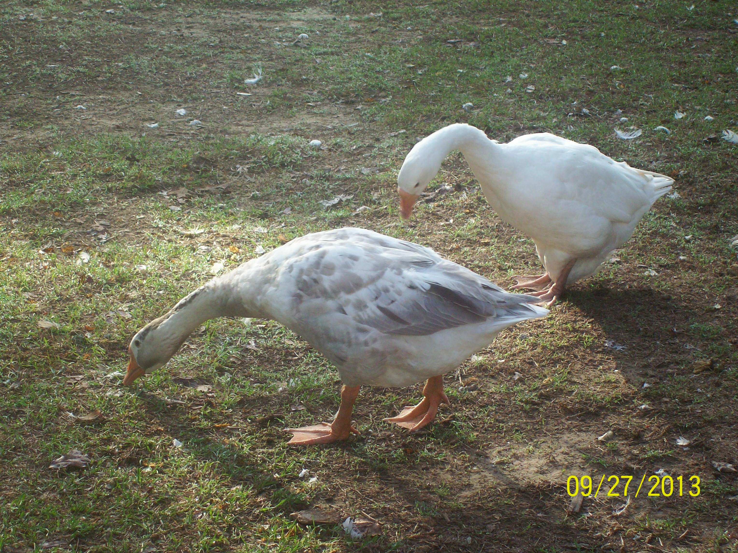 My white chinese and one my chinese crosses, Papa at 6yrs and Harley at 5mths