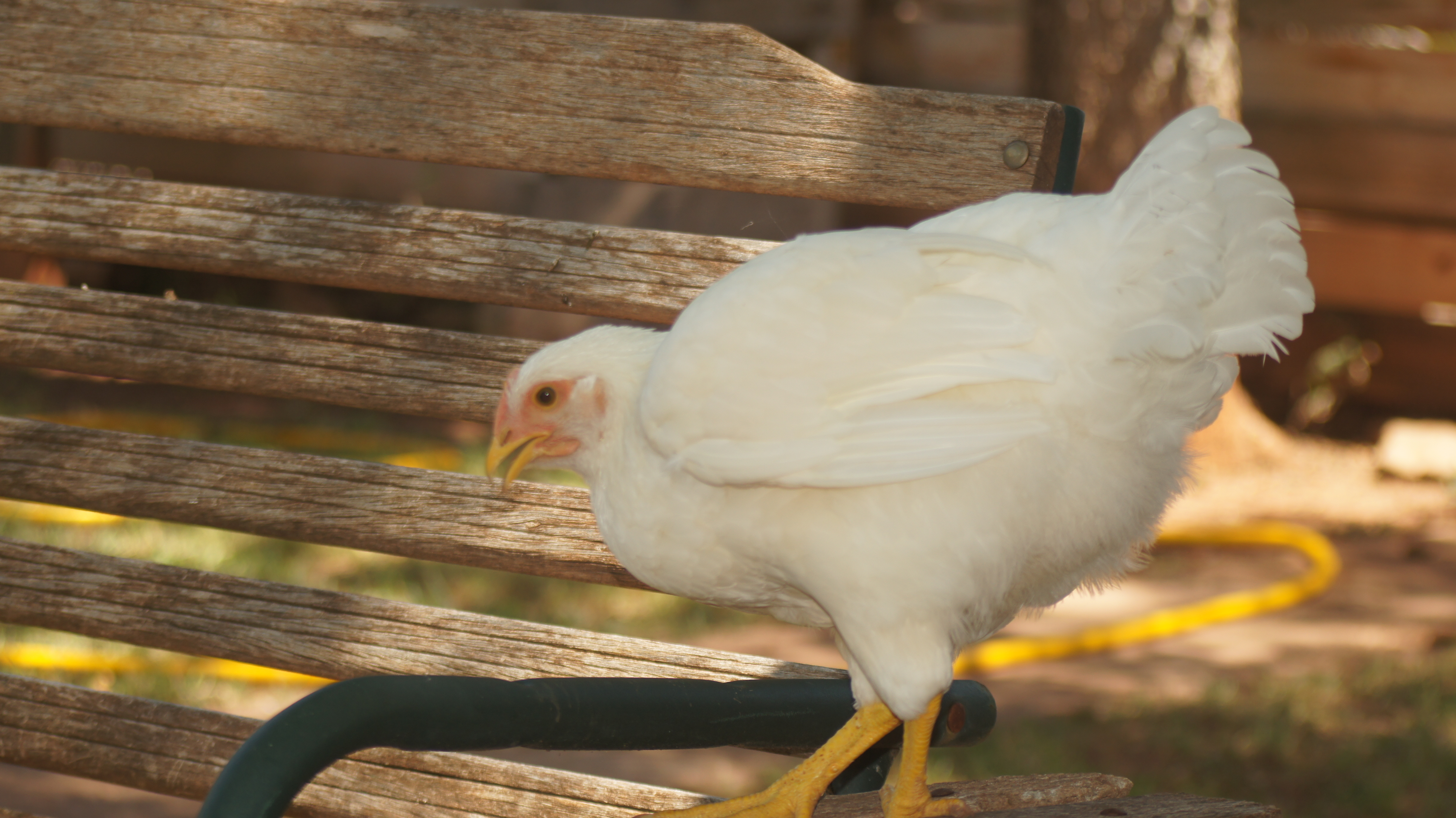 My White Leghorn getting up on the Bench