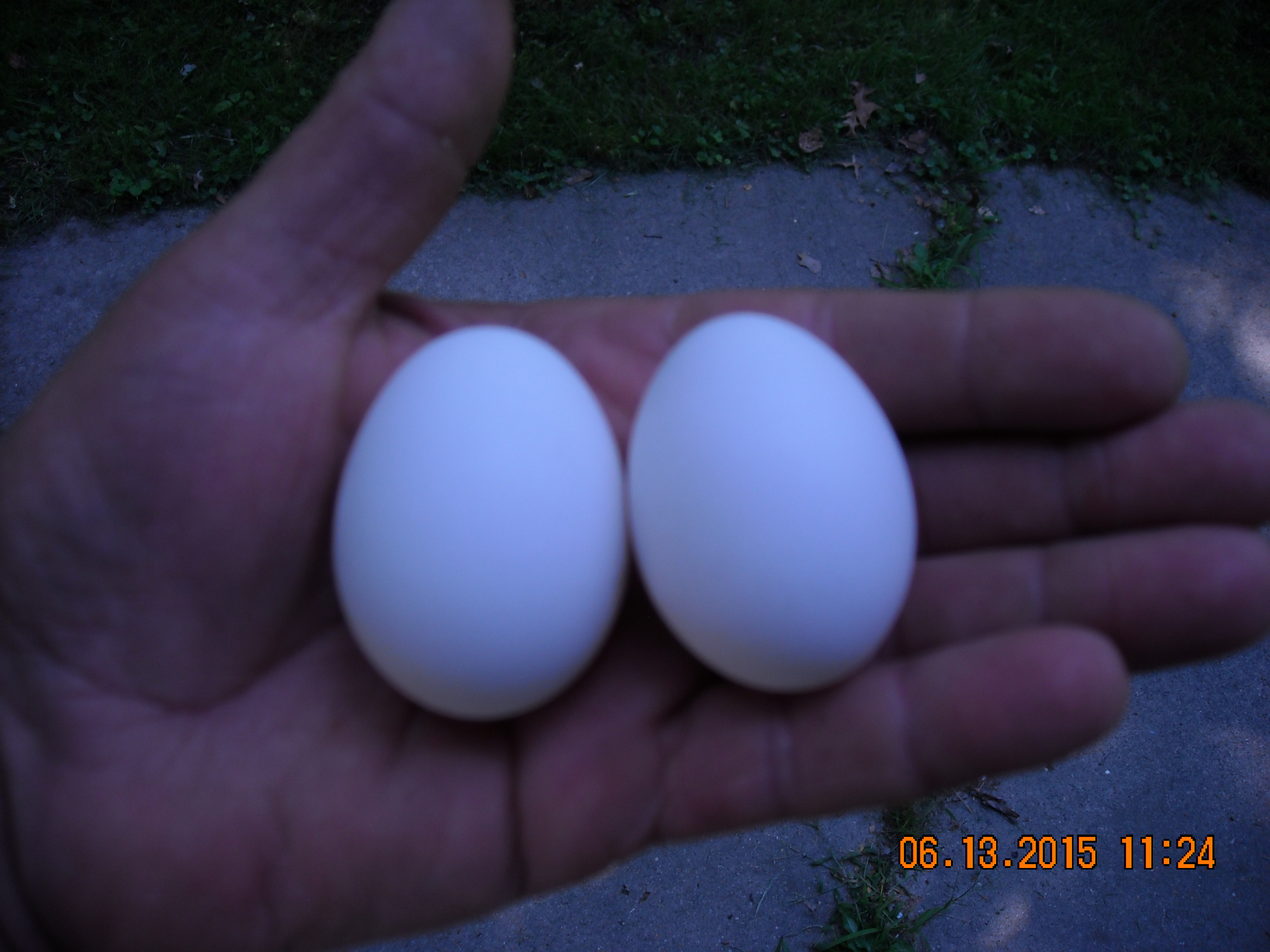 My white leghorn started laying 08-20-2015
at 16 weeks old.