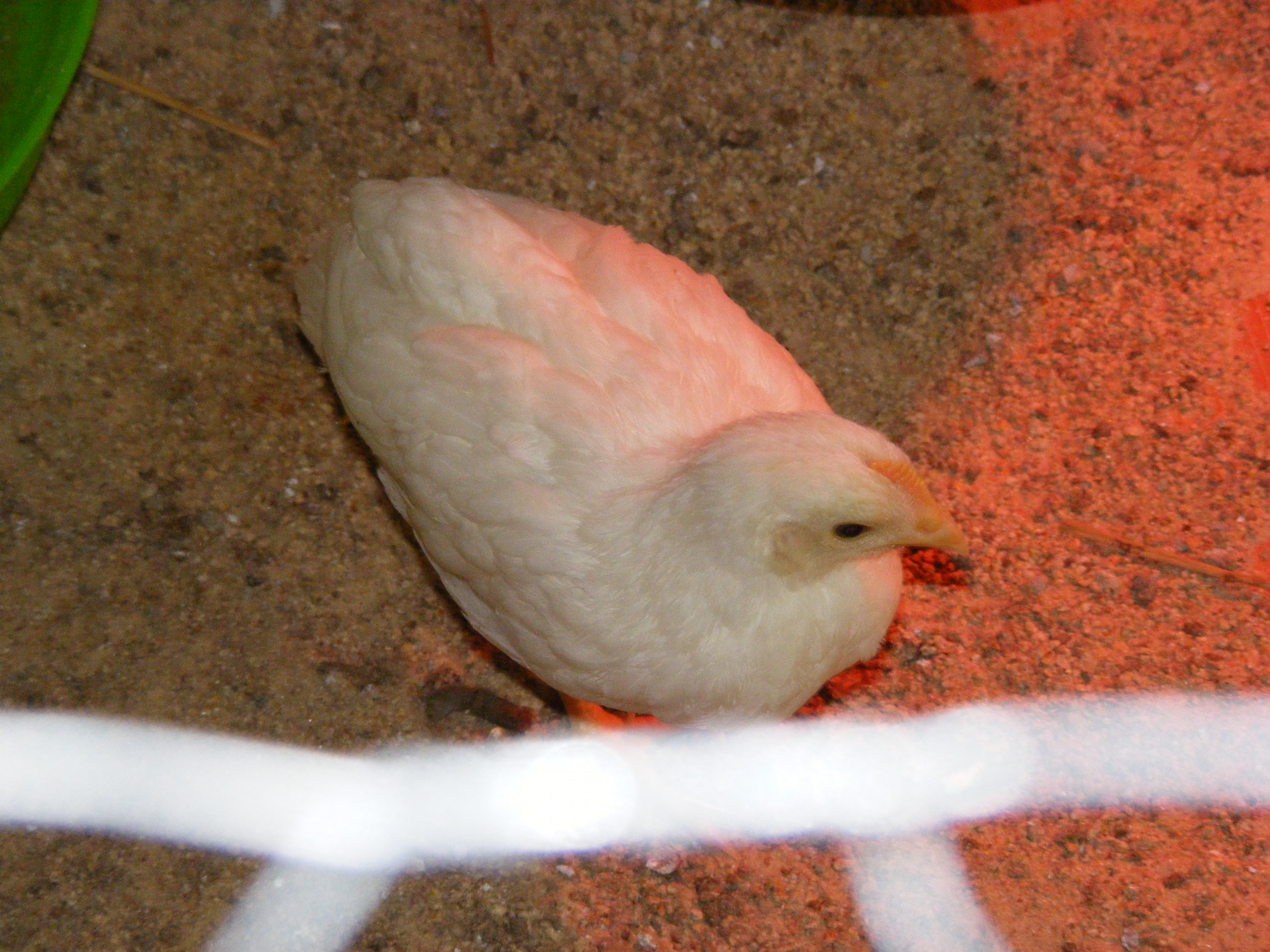 My White Leghorn.