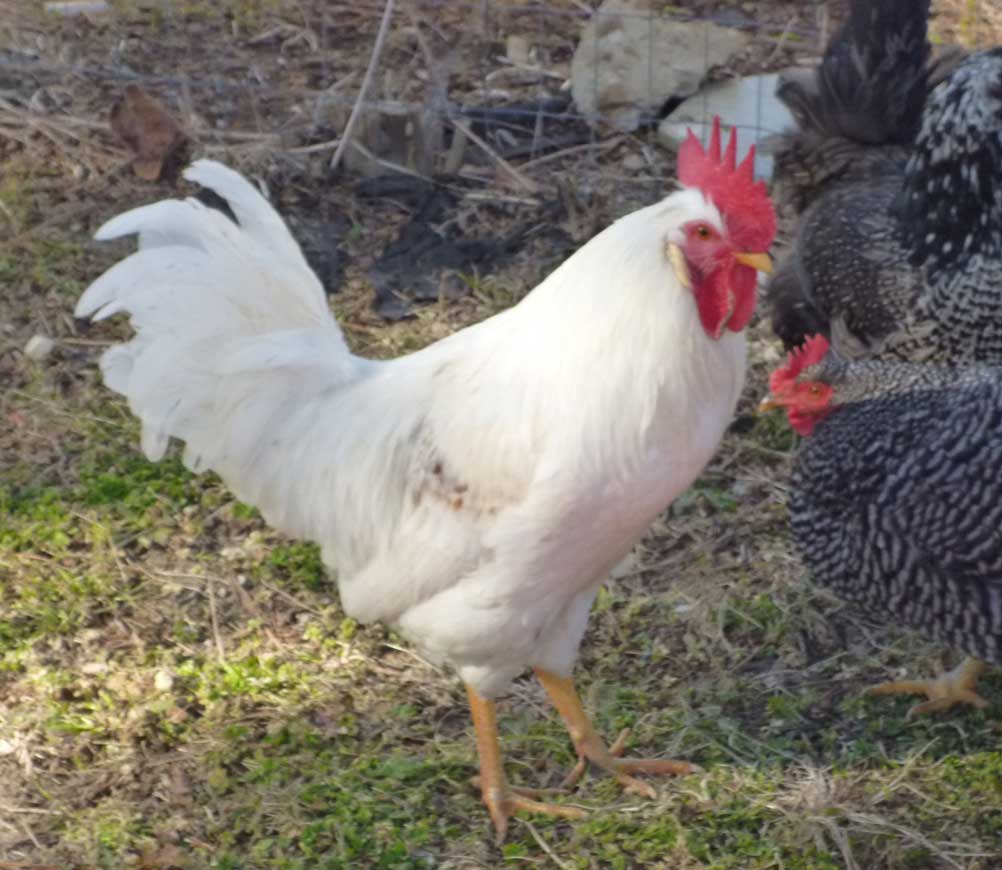 My white rooster