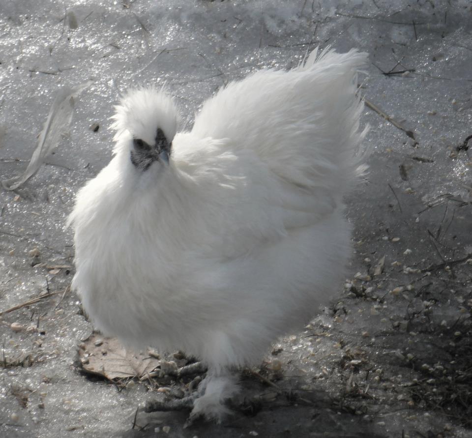 My white Silkie * Choupette* she is a doll :)