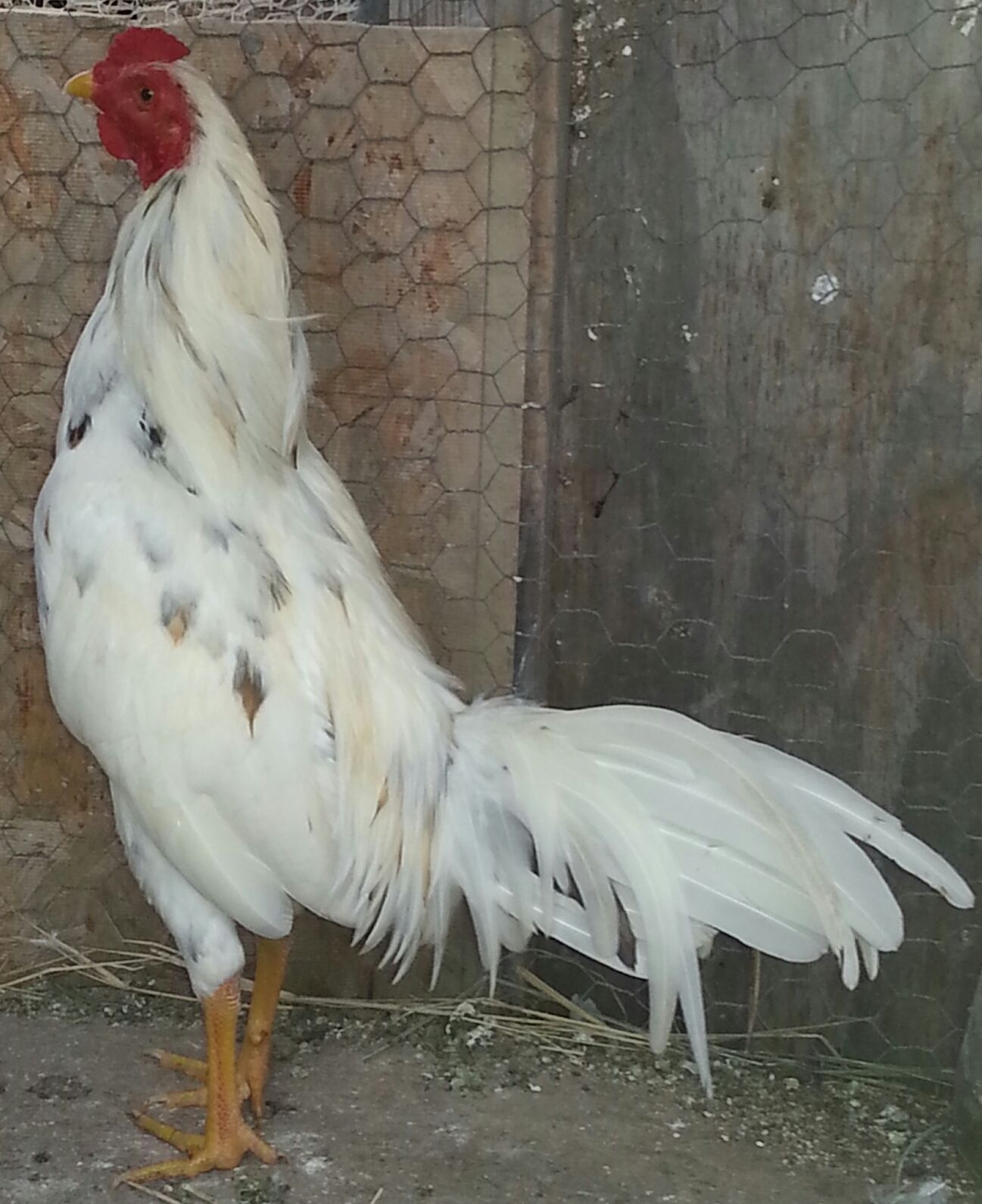 My white spangled asil