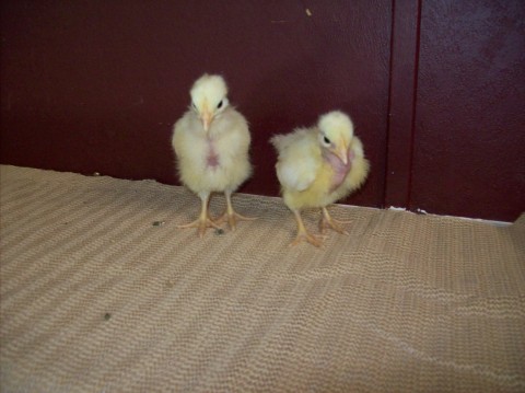 My white TNN's. The one on the left has a bowtie, the one on the right has a clean neck and more of a bare breast.