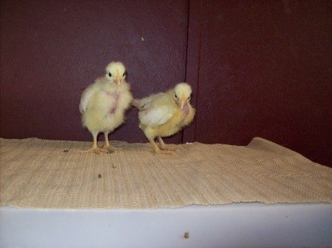 My white TNN's. The one on the left has a bowtie, the one on the right has a clean neck and more of a bare breast.