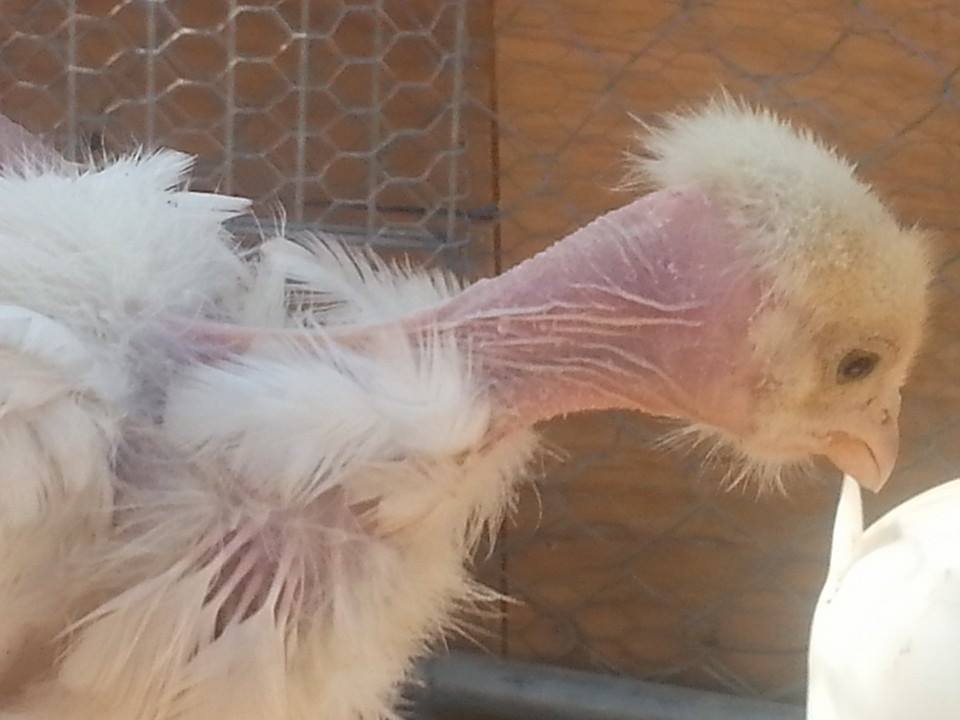 *
my white turken/ameraucana