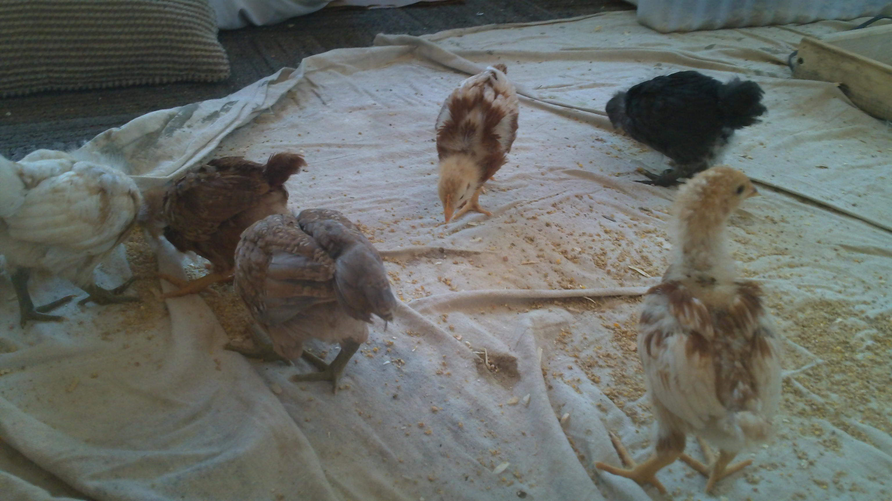 My whole flock in the pool house 3 weeks old