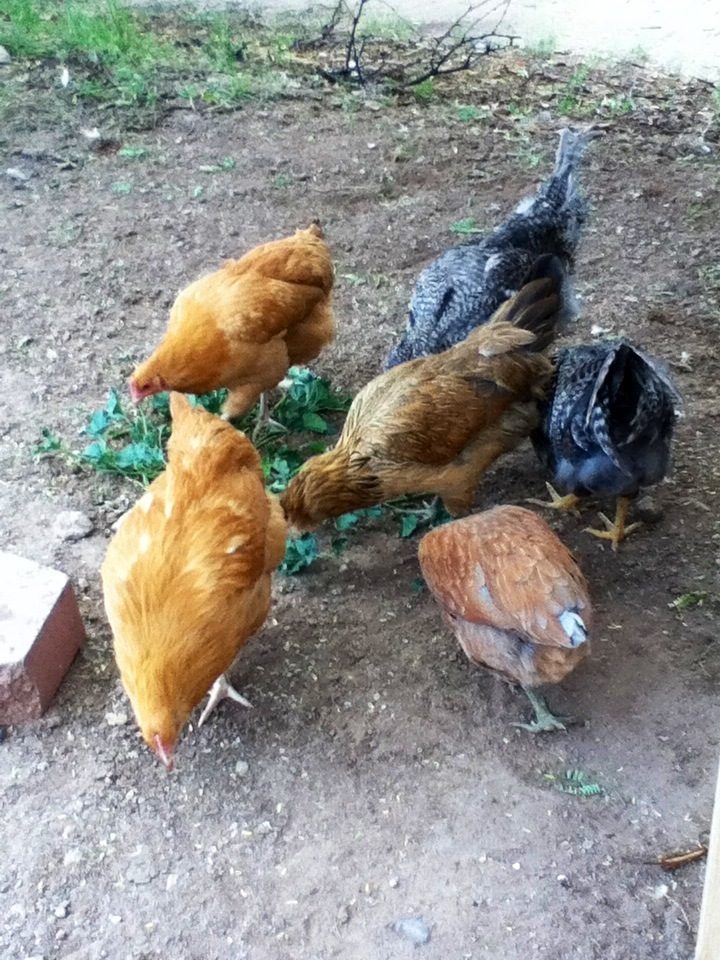 My whole little flock- except on of the blue ones has been rehomed.