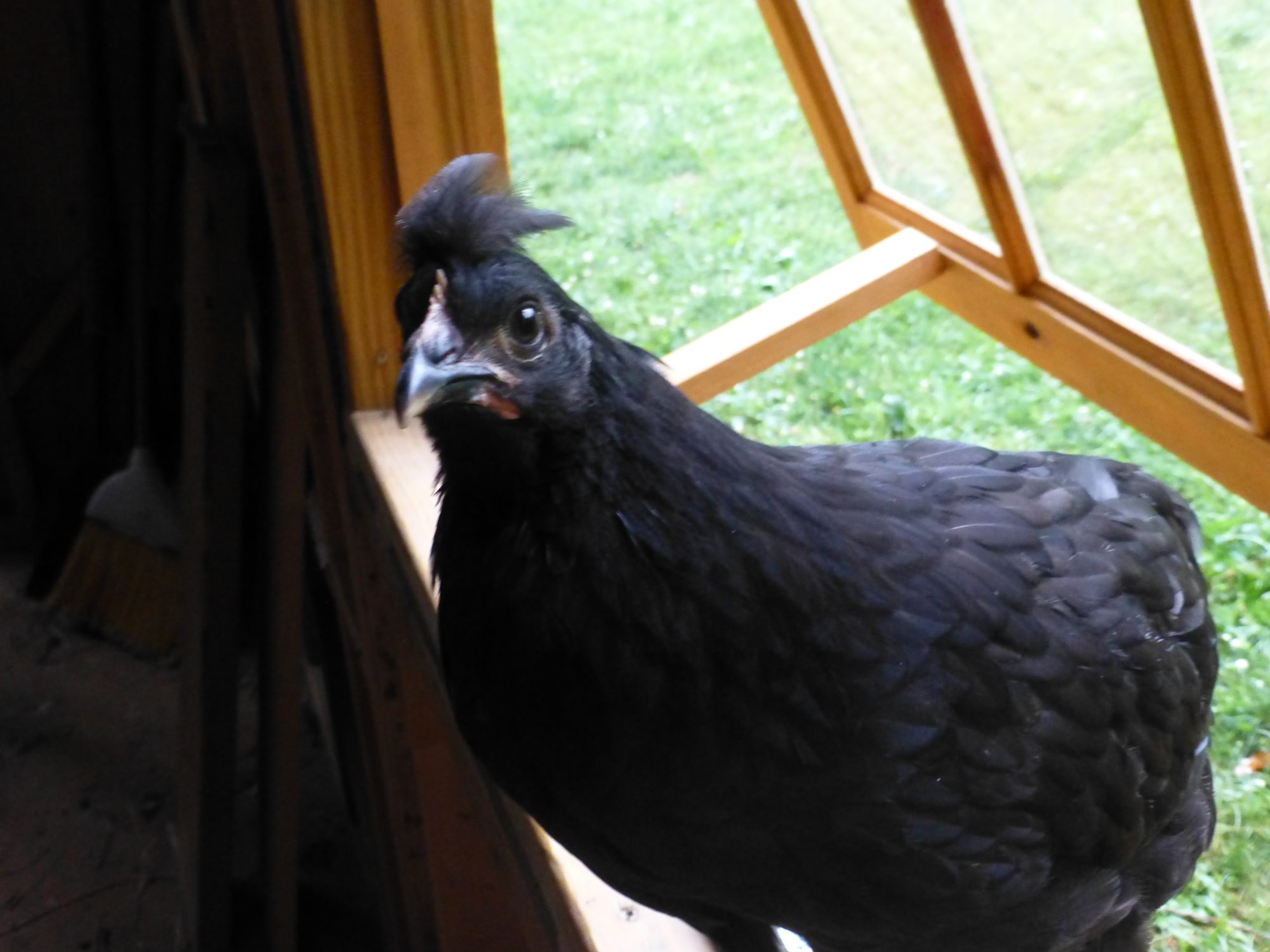 My wierdo cross between a black austrolorp roo and a golden laced polish hen... :P